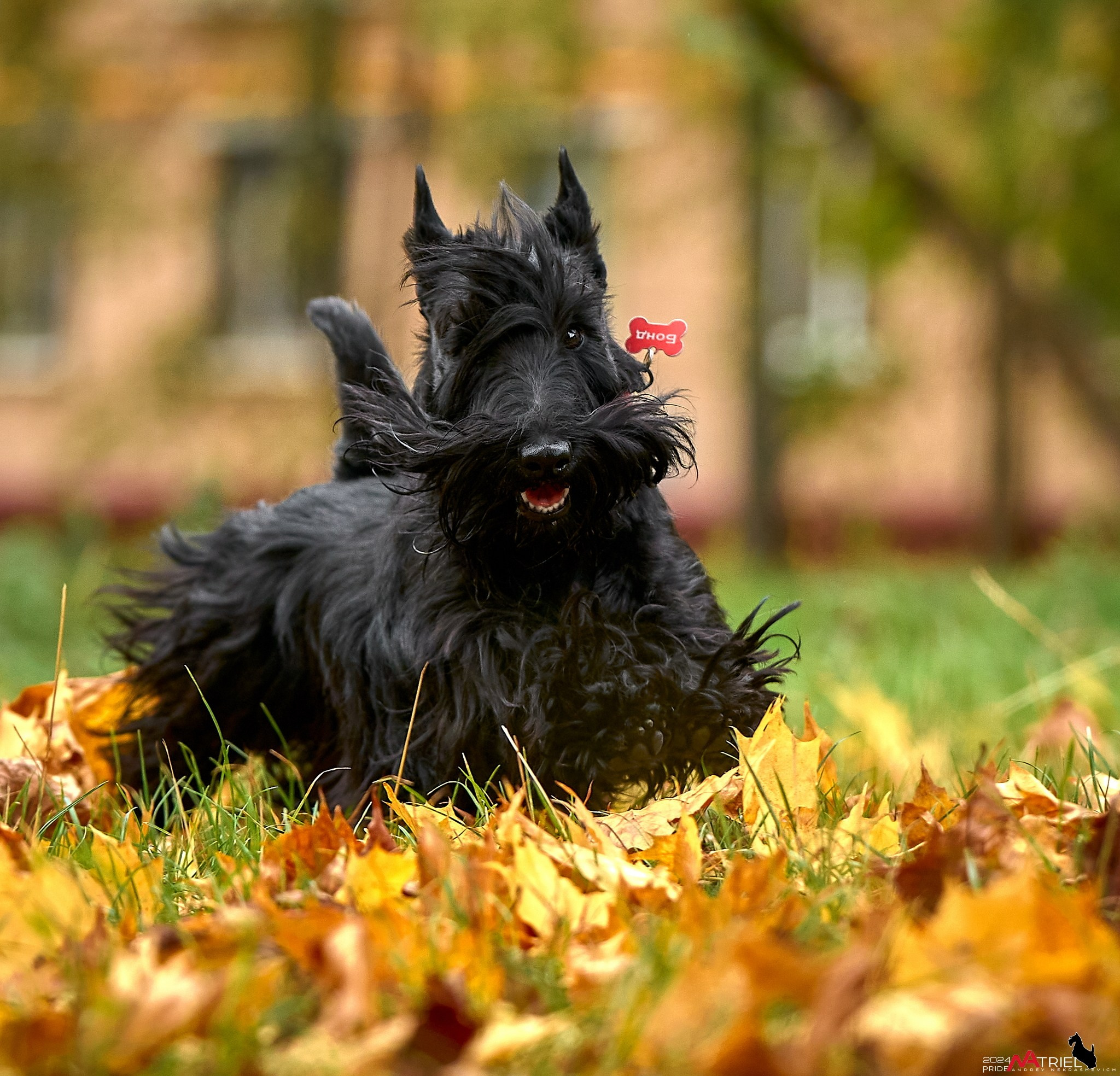 Фотопрогулка с собаками