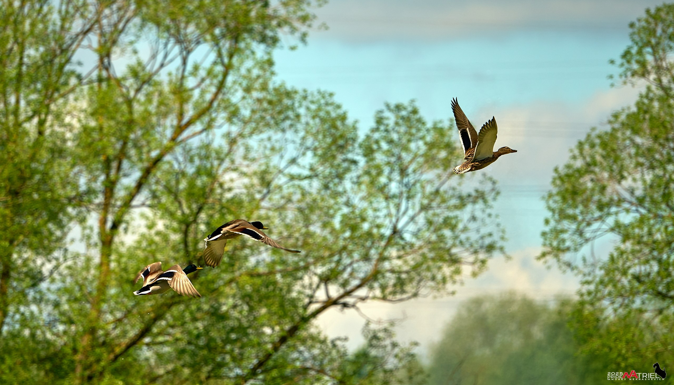 Птички и цветочки