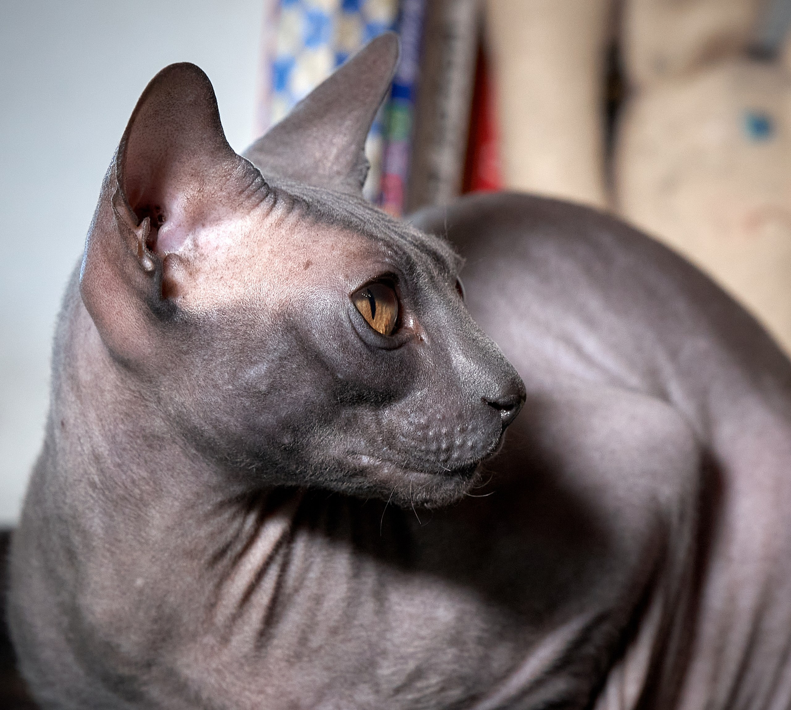 Домашние кошки — галерея NATRIEL