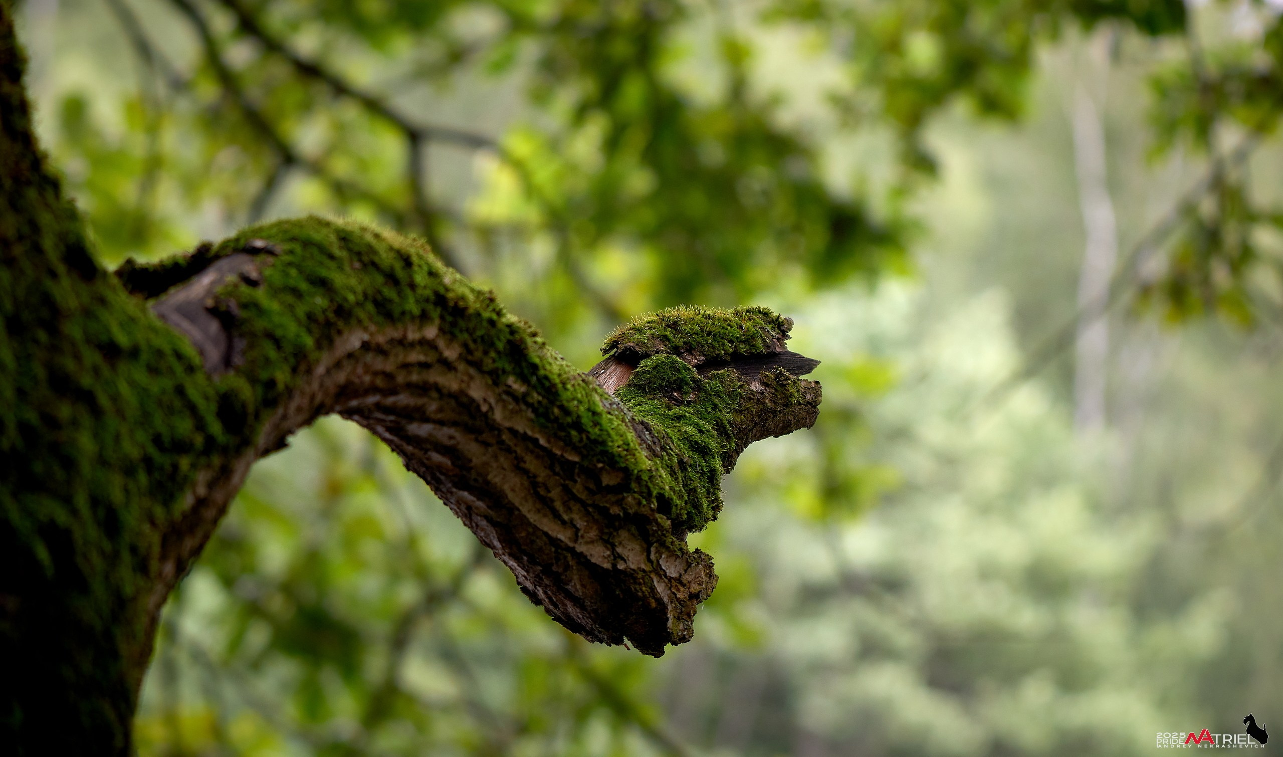 Съемка в парке на воде