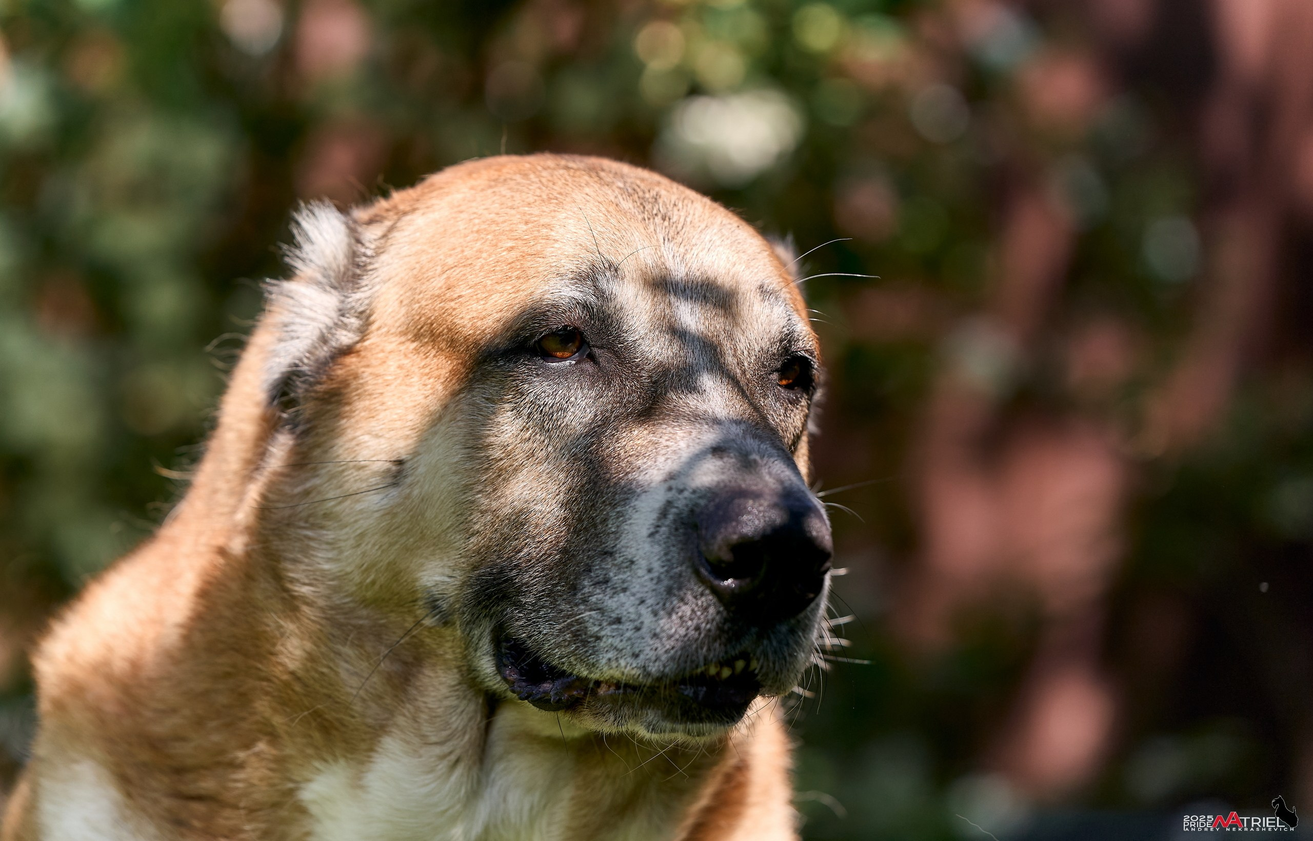 Алабаи и скотч-терьеры в питомнике у Ольги