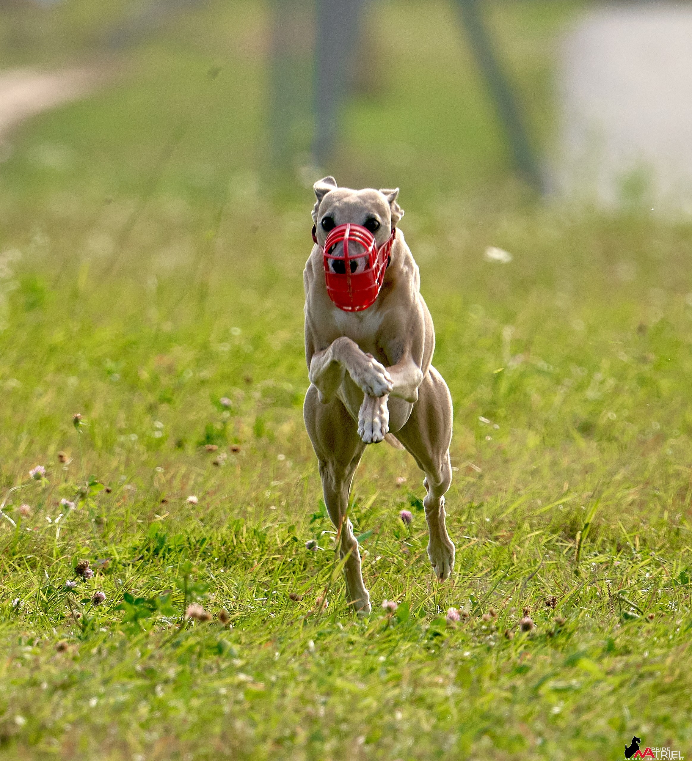 Съемка курсинг — галерея NATRIEL