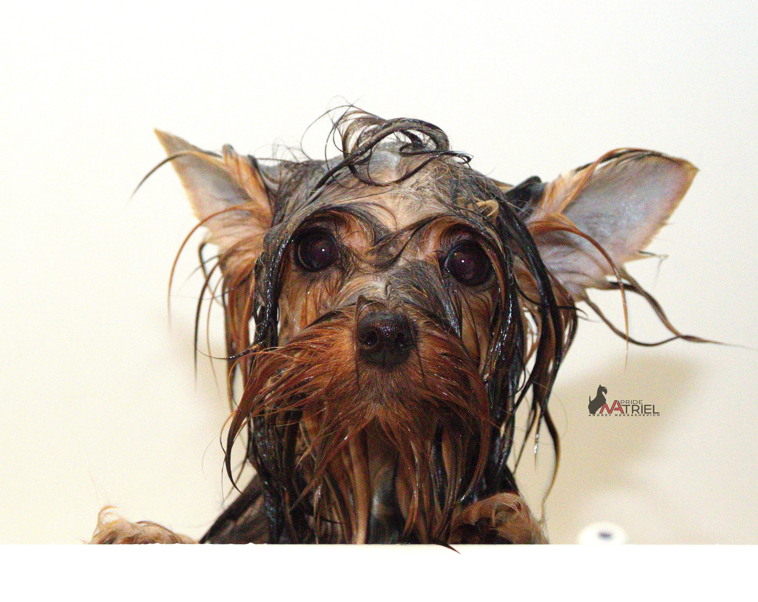 Йоркширский терьер Циля