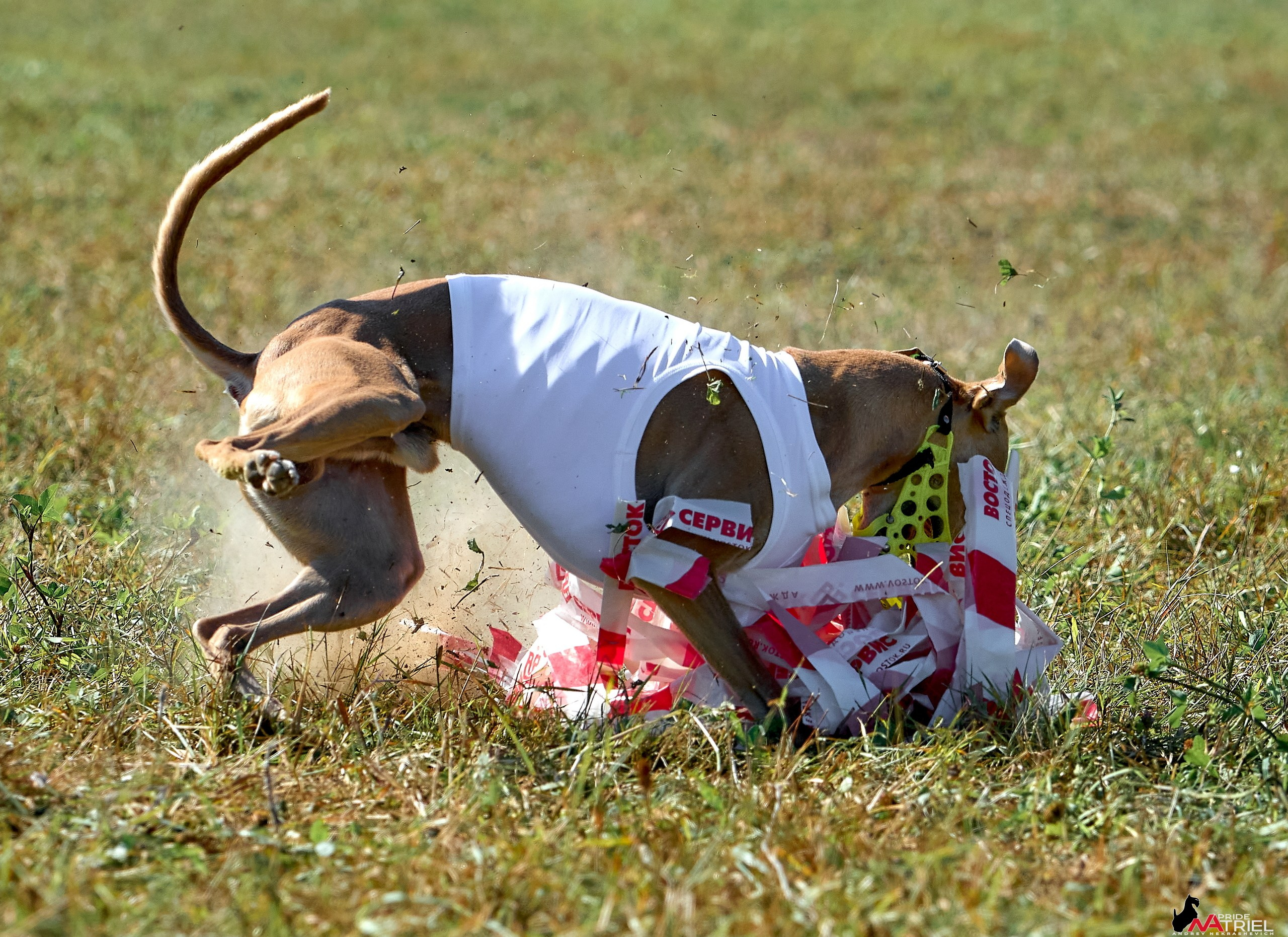 Съемка курсинг — галерея NATRIEL