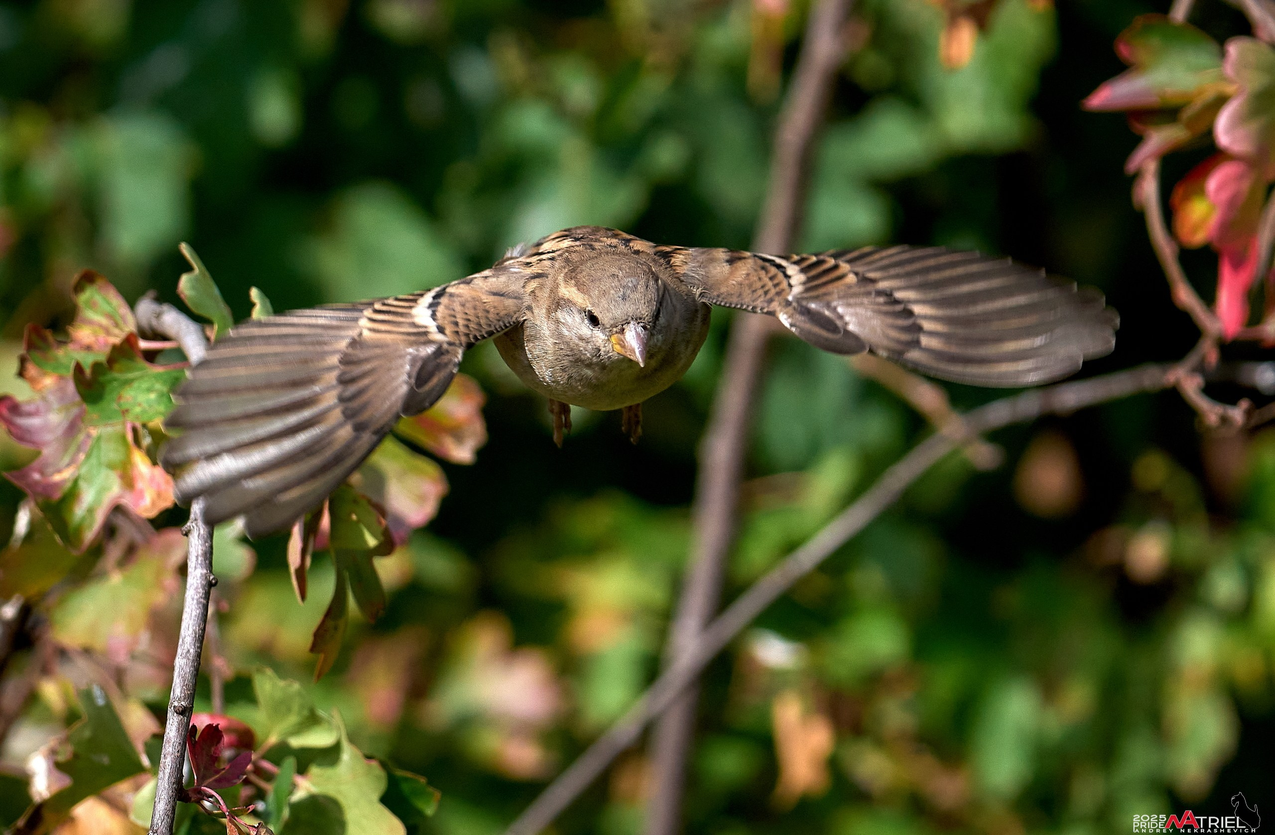 Съемка с объективом Sony 200-600 на камеру Sony A1m2