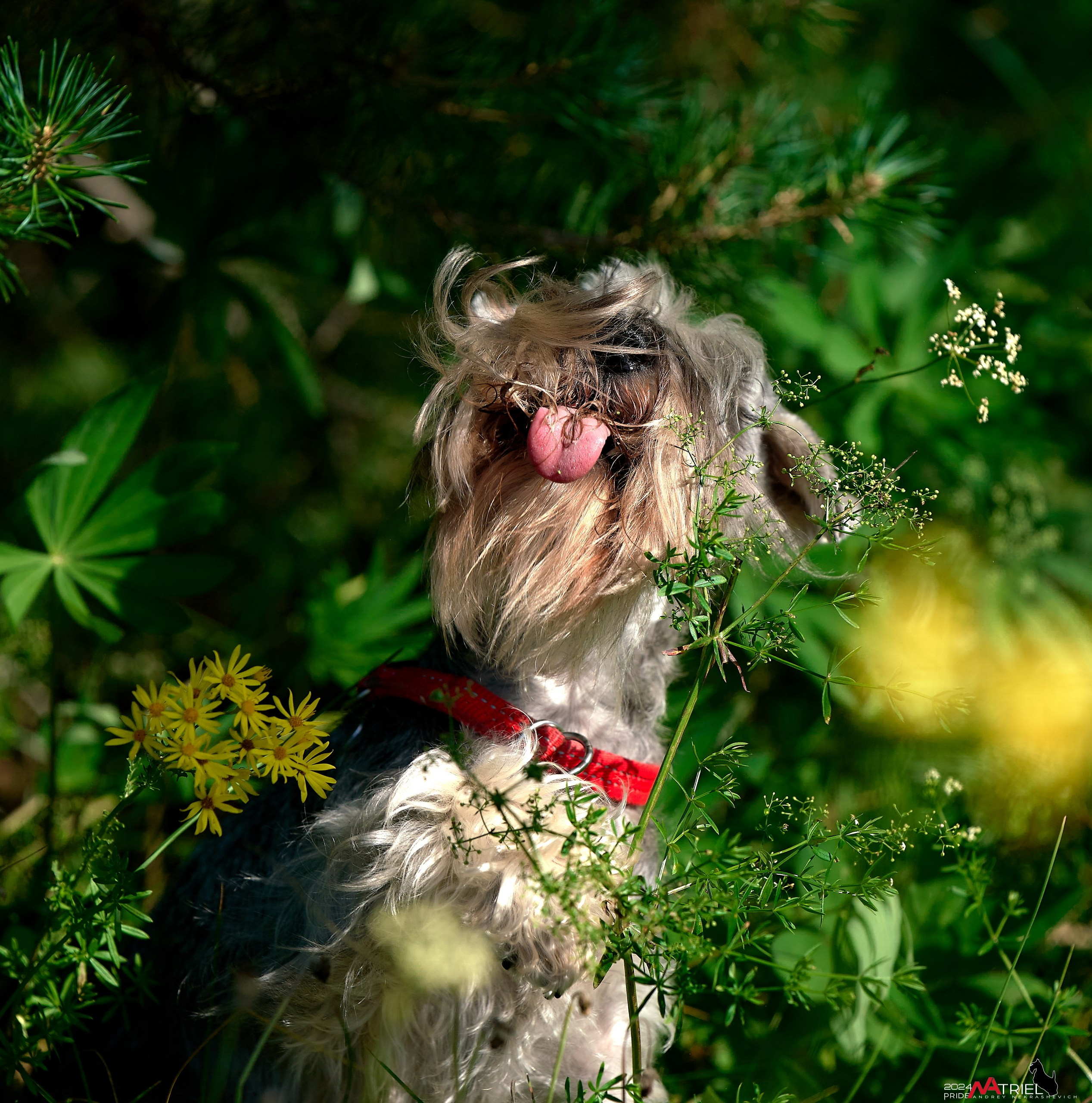 Репортаж из кинологического лагеря