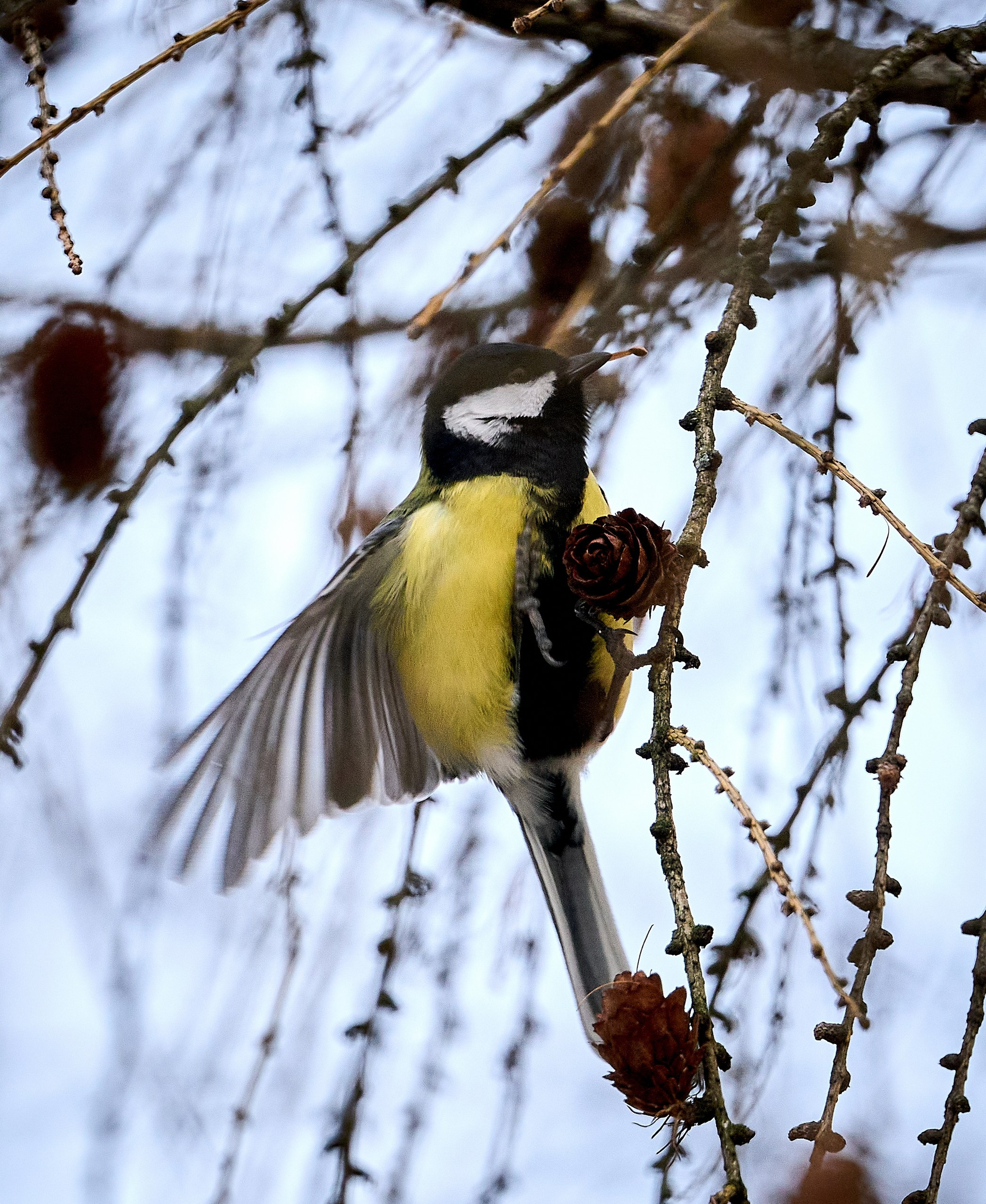 Фото птиц — галерея NATRIEL