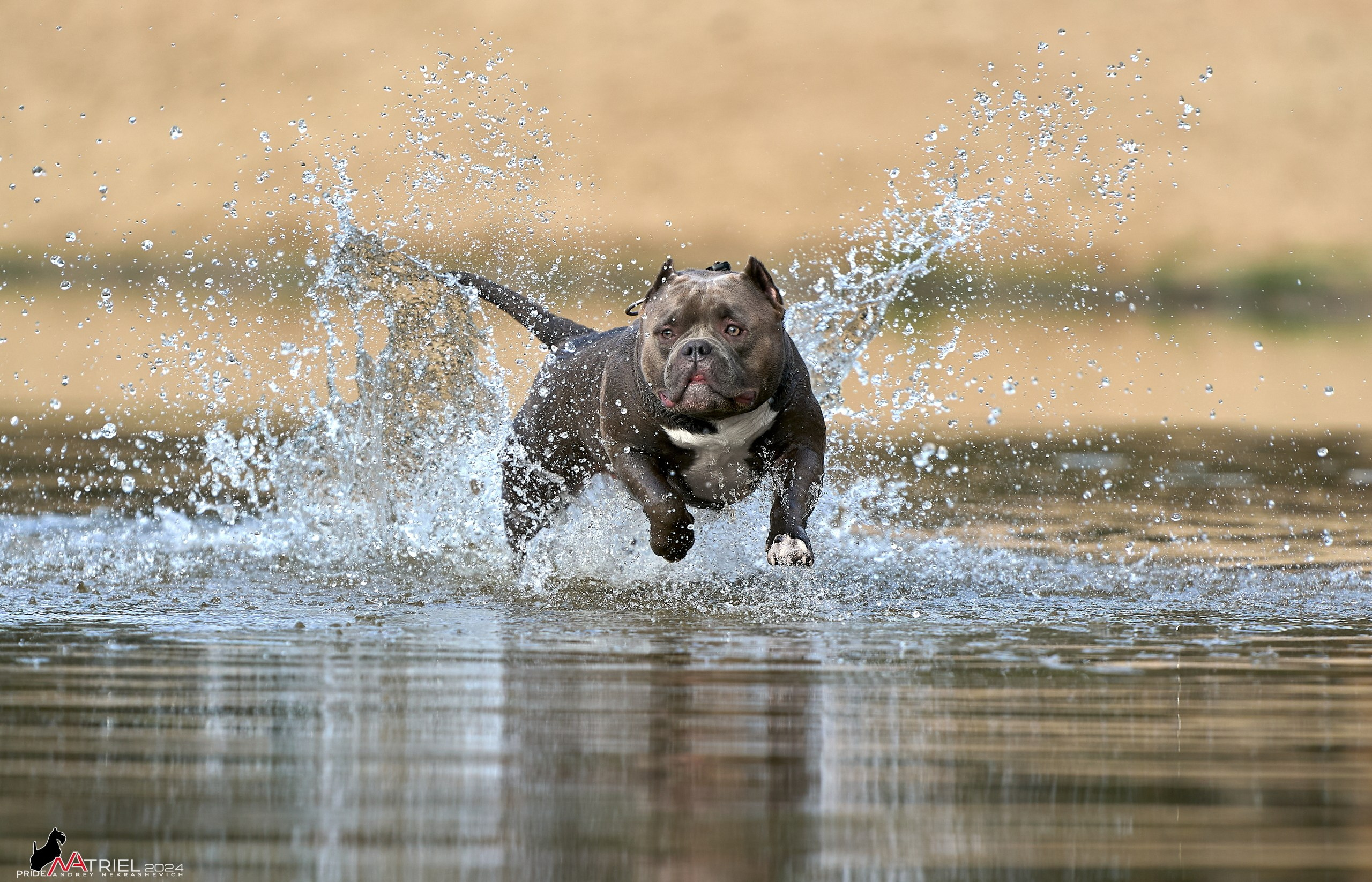 Фотопрогулка с булли
