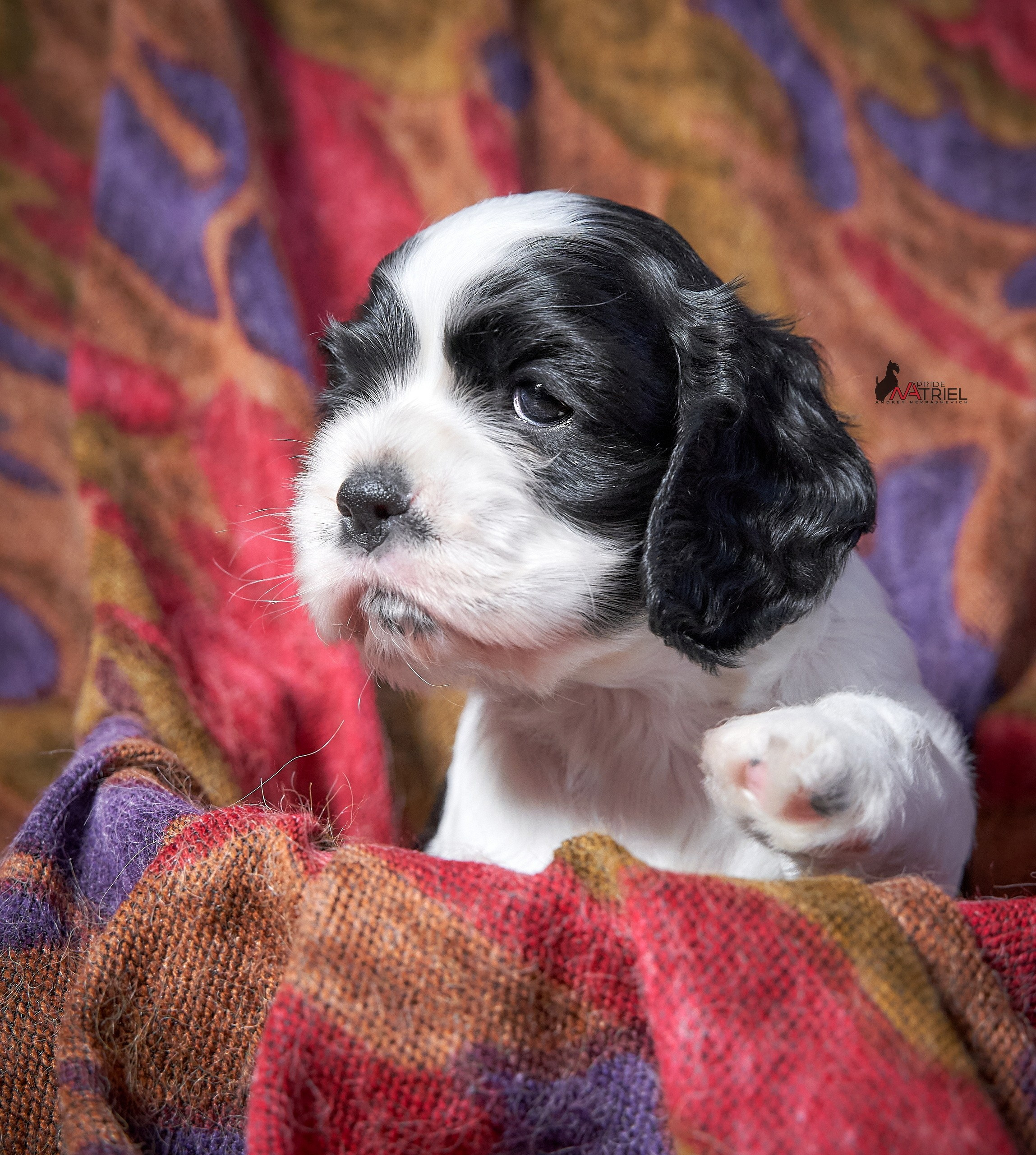 Щенки дома — галерея NATRIEL