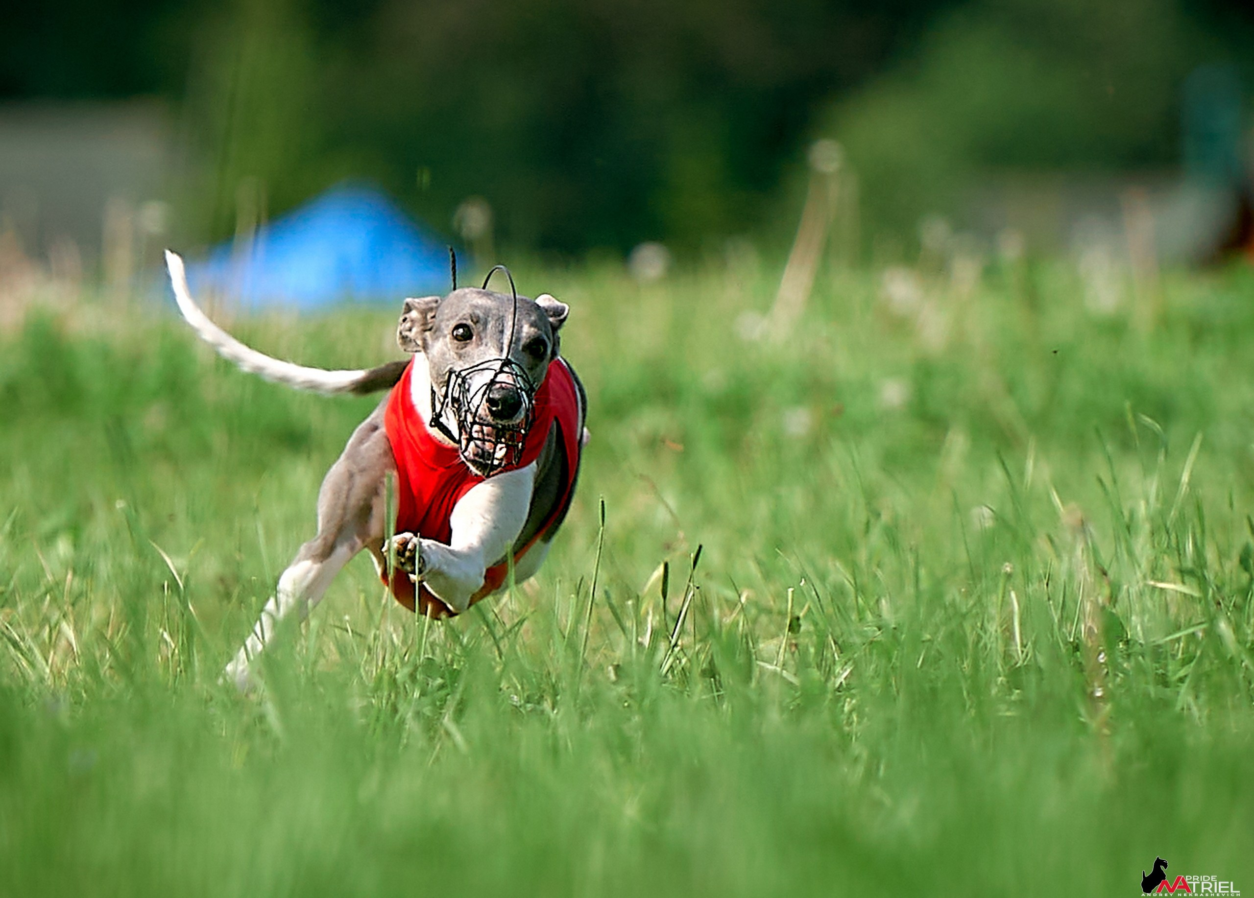 Съемка курсинг — галерея NATRIEL