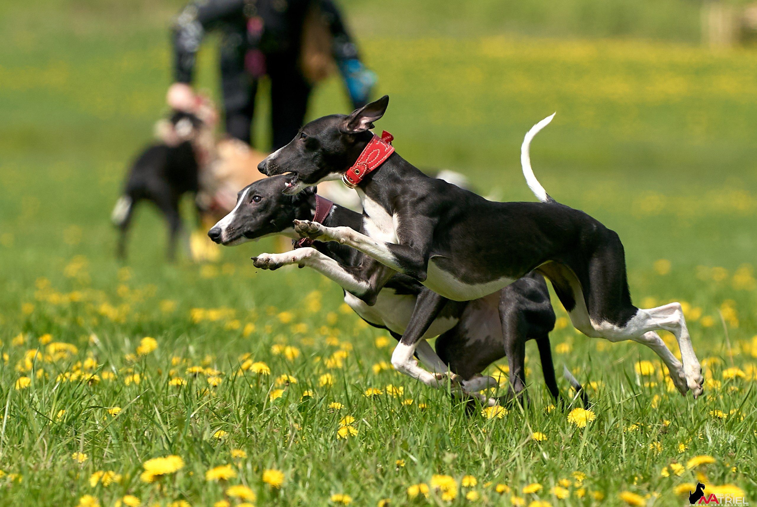 Съемка курсинг — галерея NATRIEL