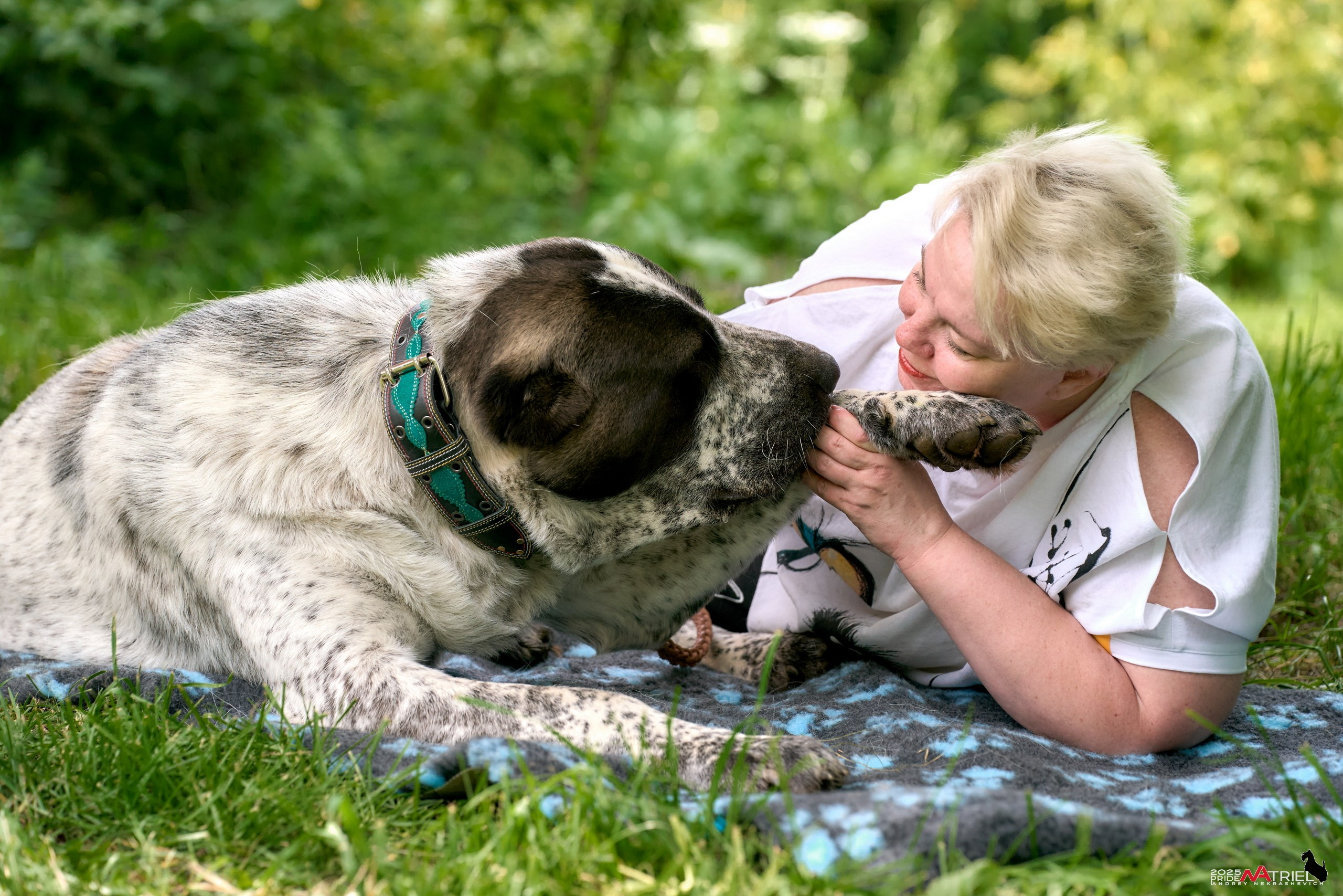 Алабаи и скотч-терьеры в питомнике у Ольги