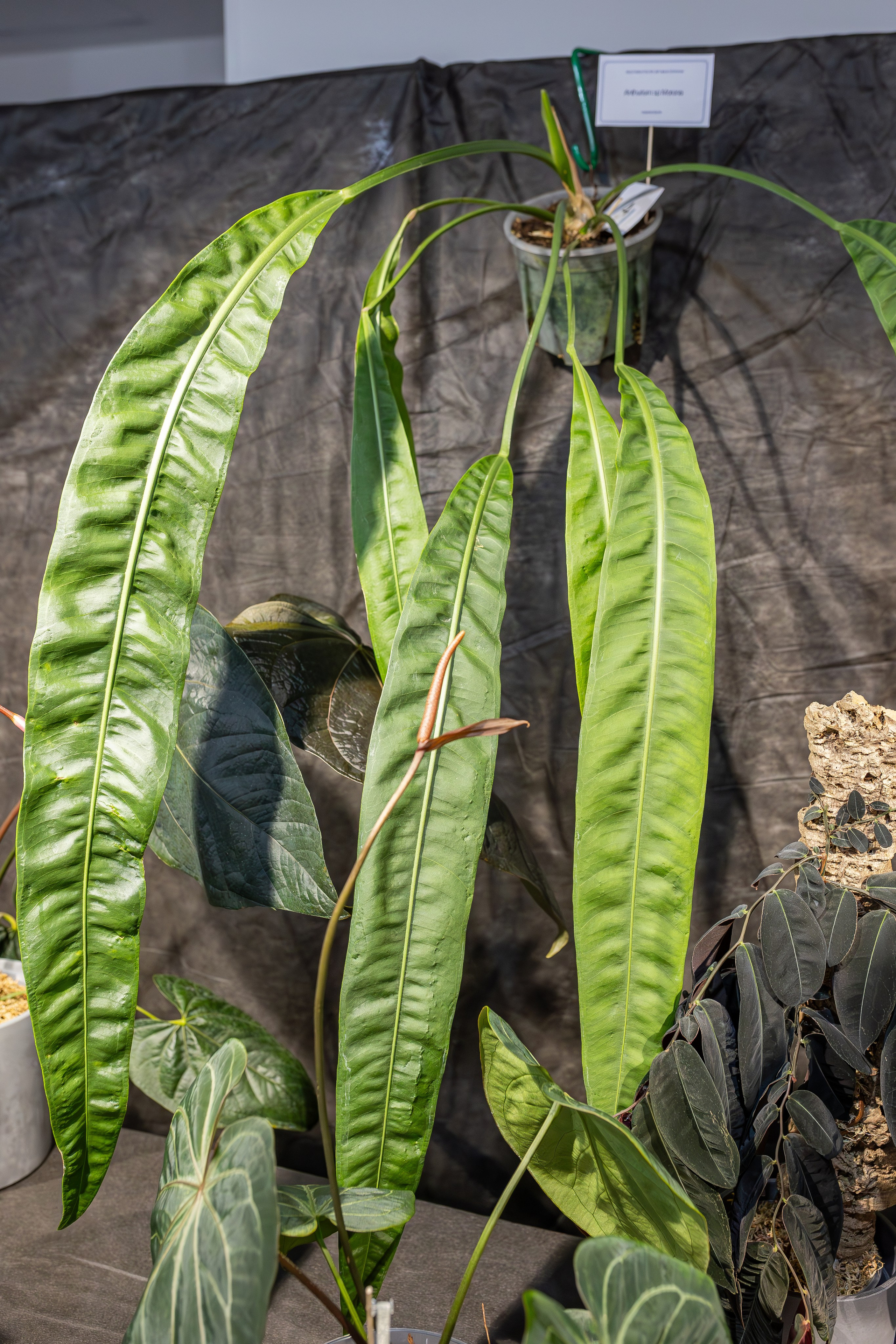 Монстериум апрель 2026. Александра Куликова фотограф, Москва