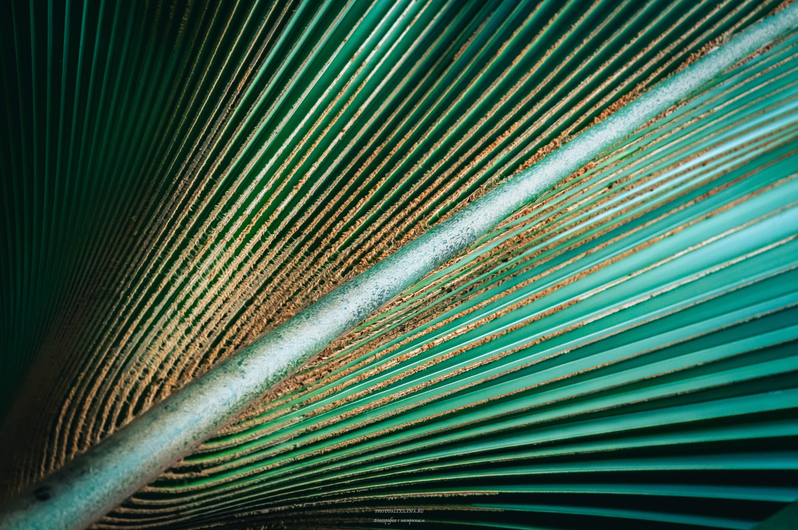 Все оттенки зелёного. Авторские стильные фотокартины