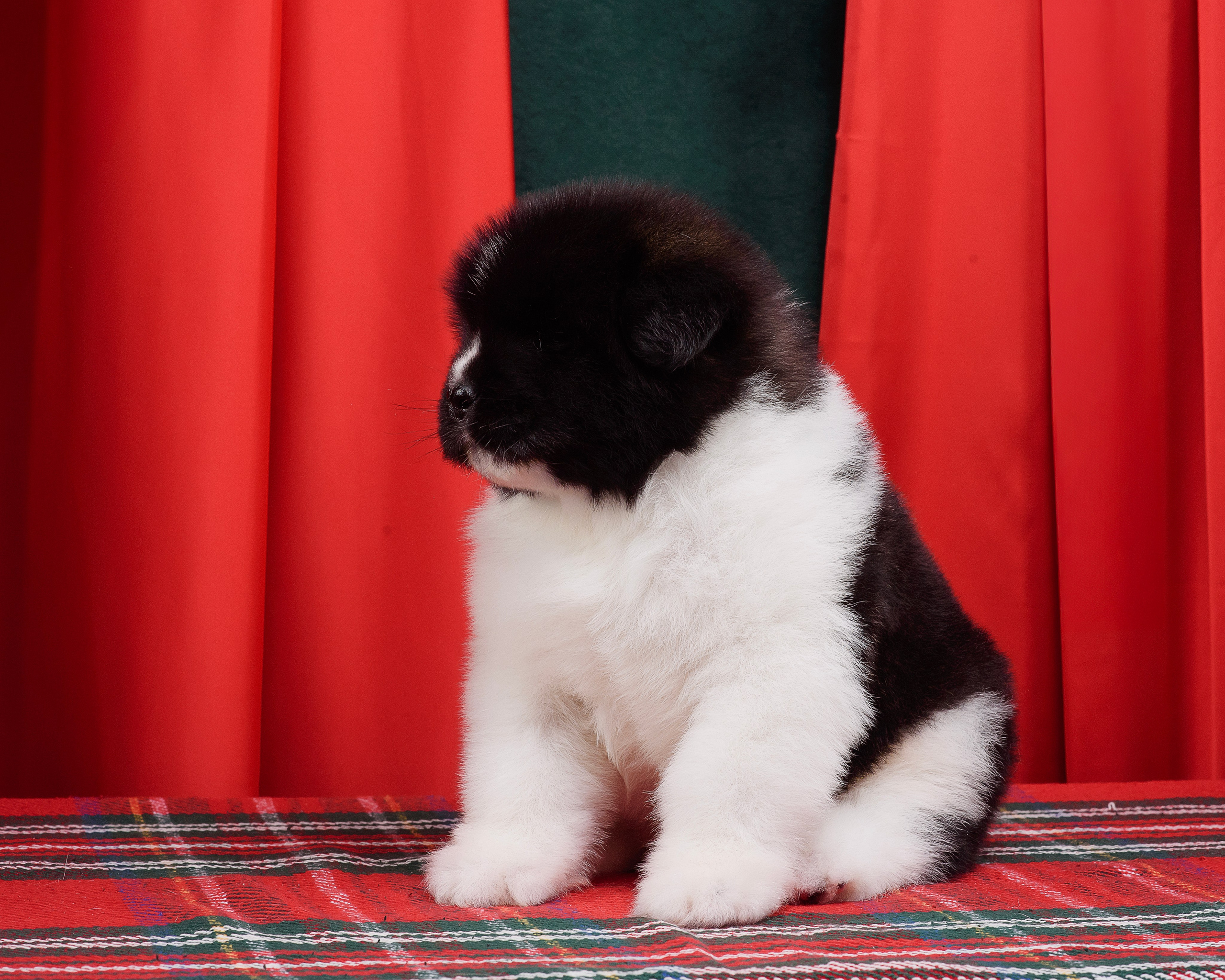 Щенки Американской Акиты. Фотограф — Анималист | Анна Абрамова