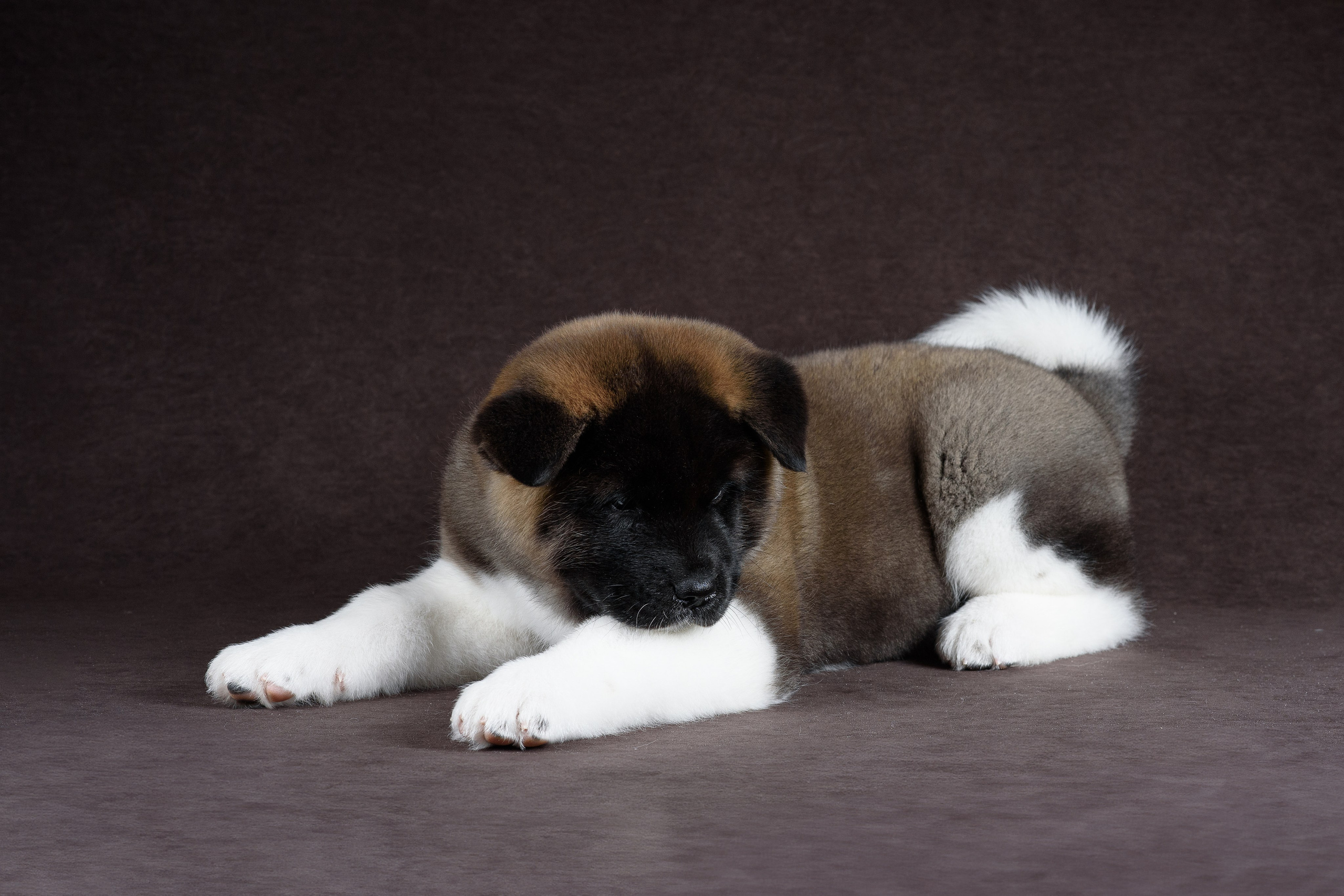 Щенки Американской Акиты (GRAND AMAK) Цезарь и Ника — 15.03.2024. Фотограф — Анималист | Анна Абрамова