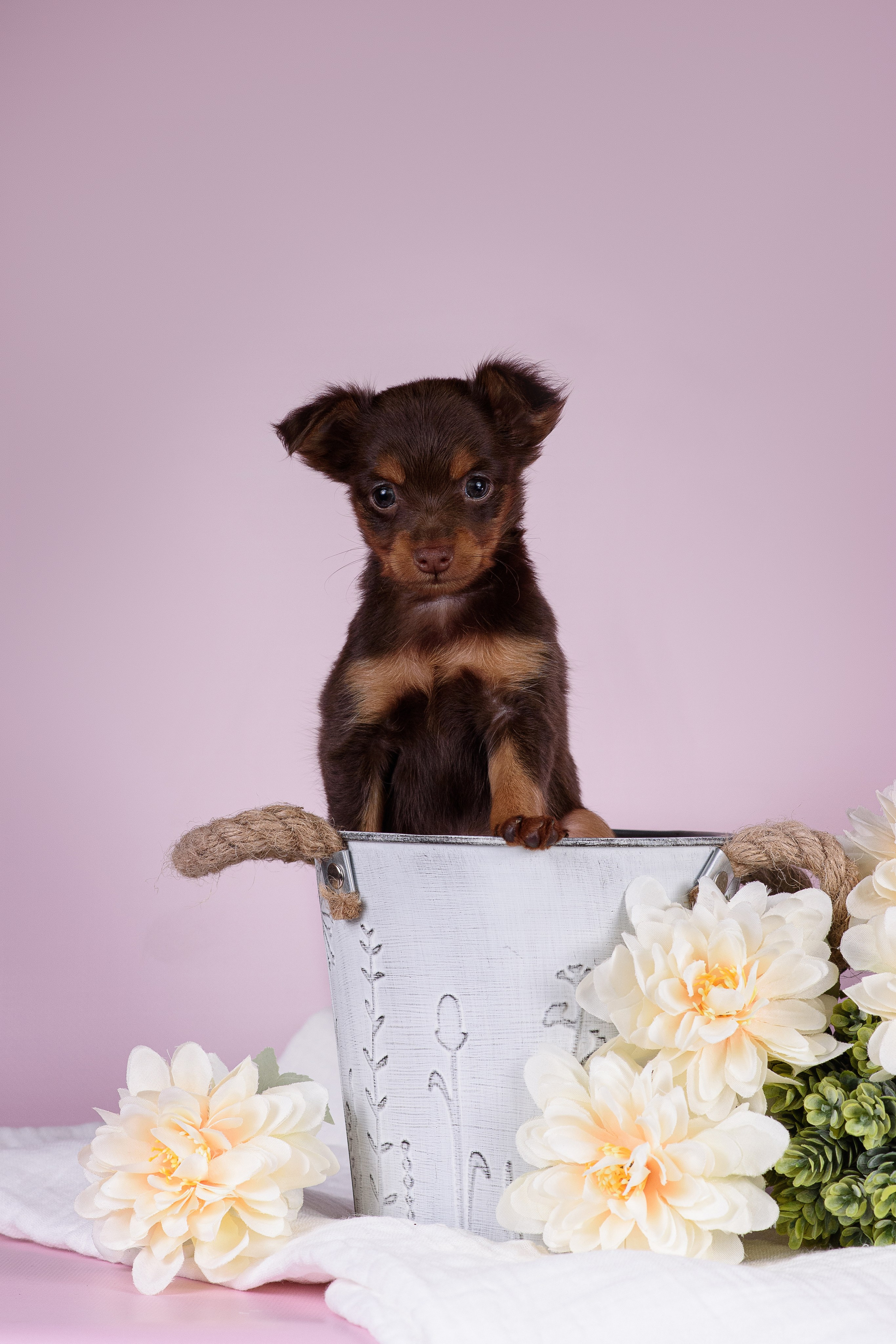 Щенки Пражских крысариков -13.04.2024. Фотограф — Анималист | Анна Абрамова