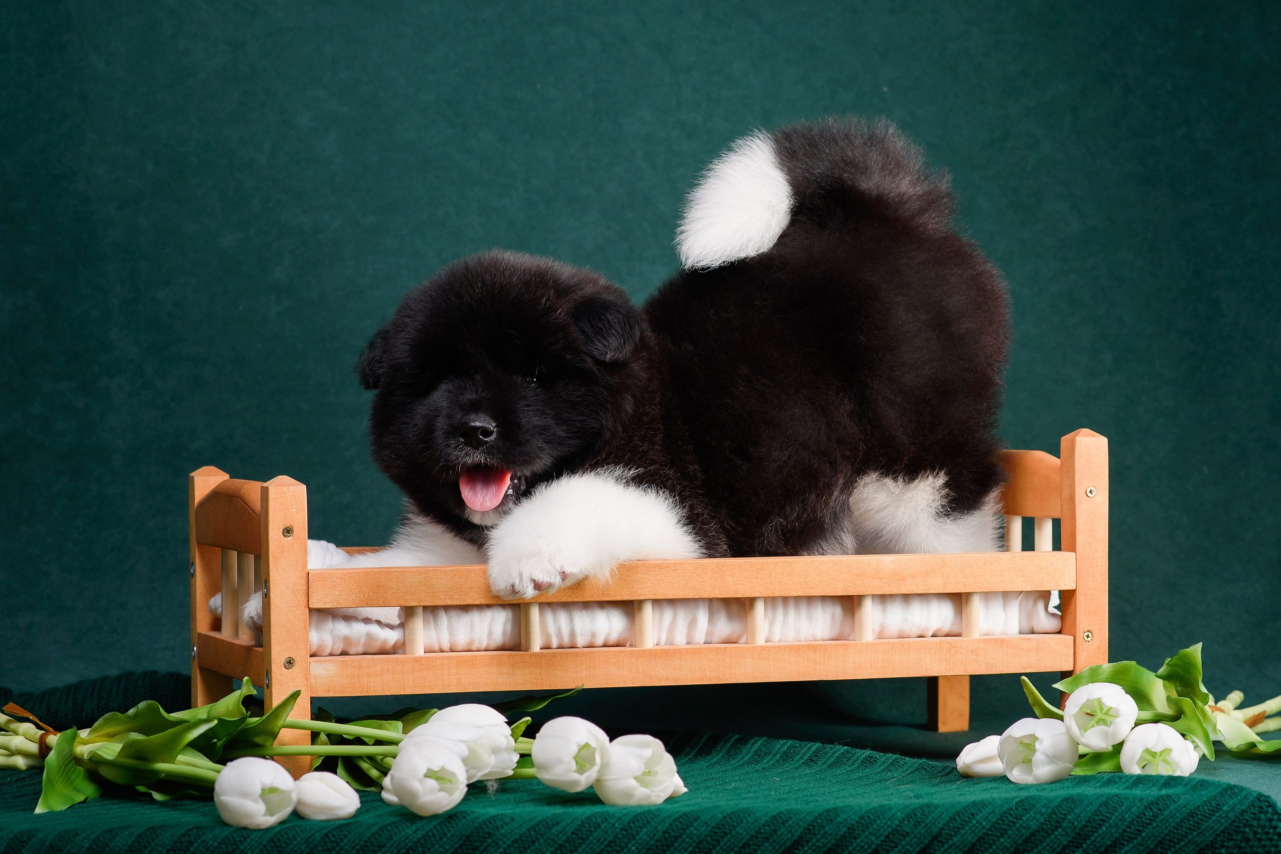 Щенки Американской Акиты. Фотограф — Анималист | Анна Абрамова