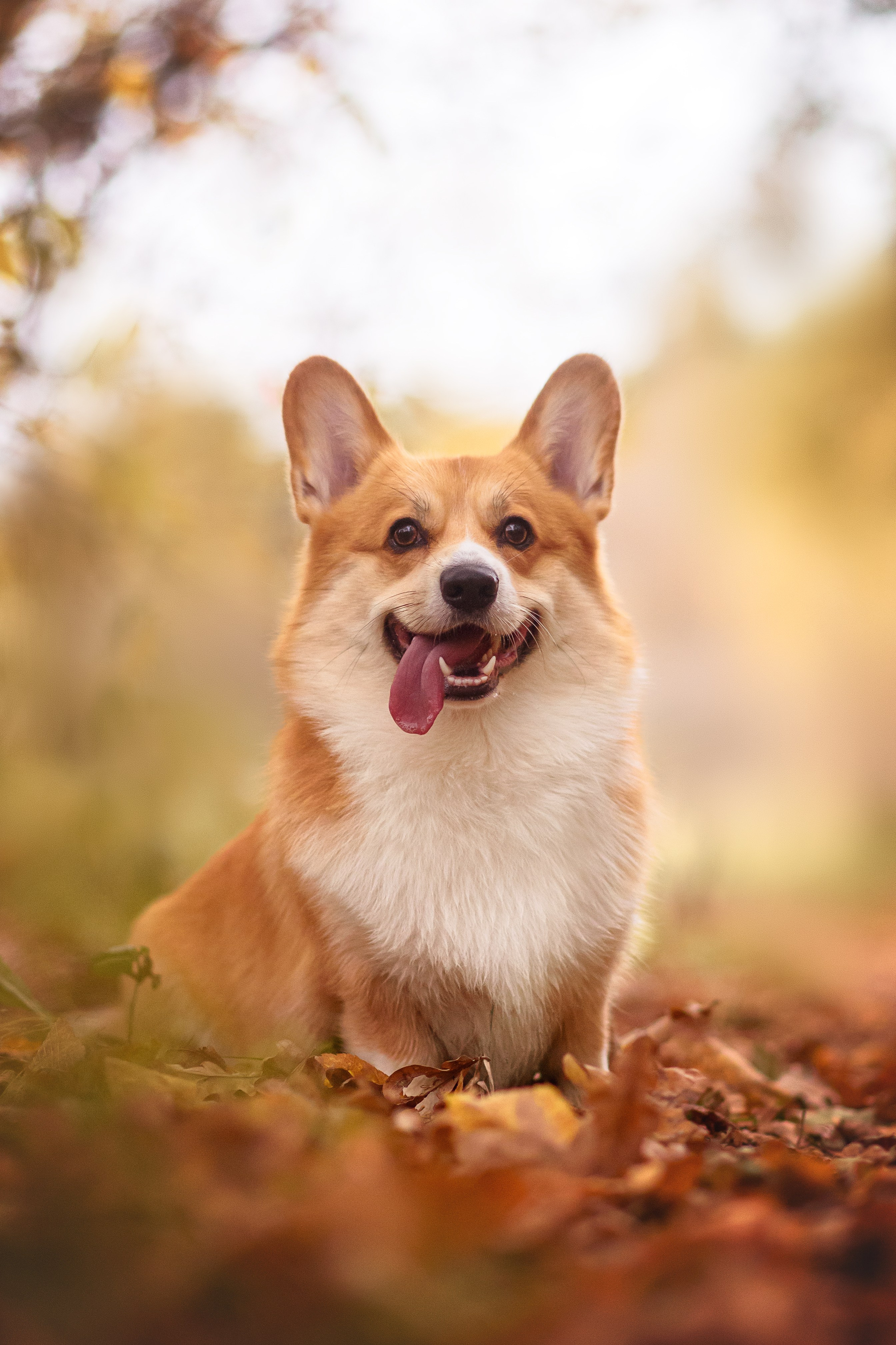 Женя и Феникс — 05.10.2024. Фотограф — Анималист | Анна Абрамова