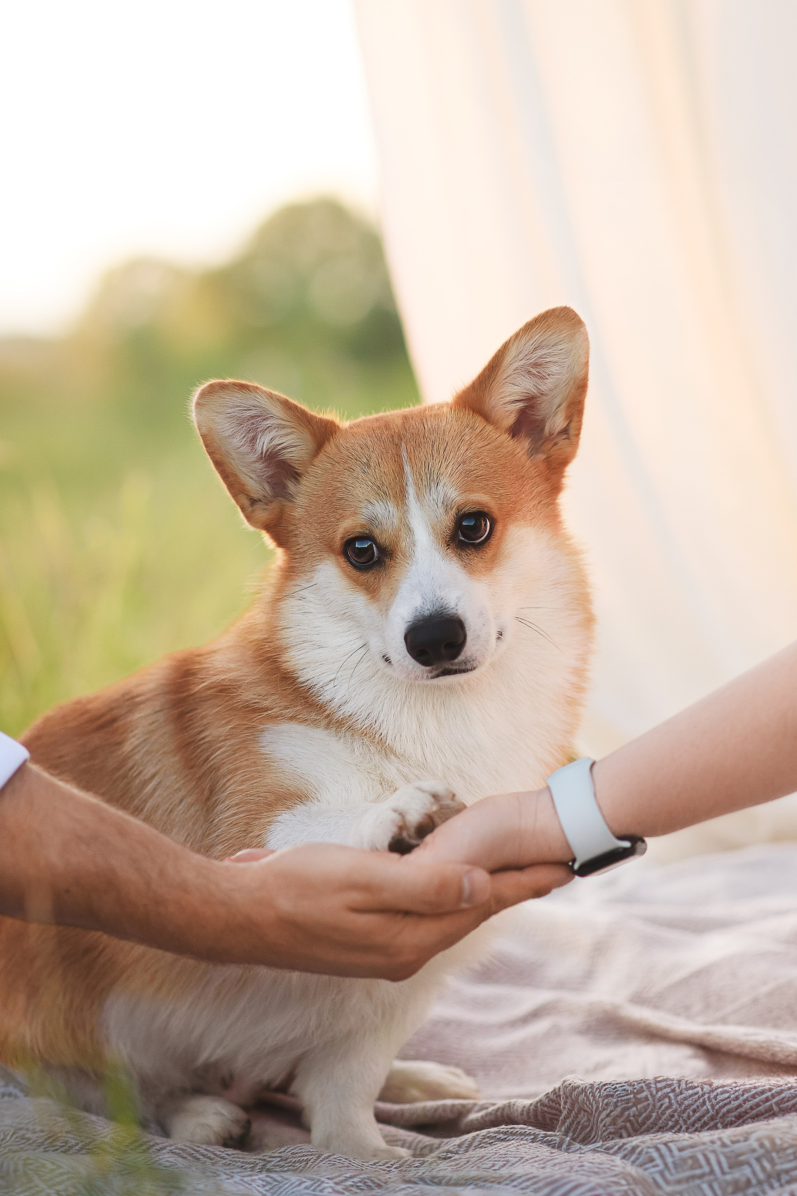 Сережа, Вика и Феня — 25.07.2024. Фотограф — Анималист | Анна Абрамова