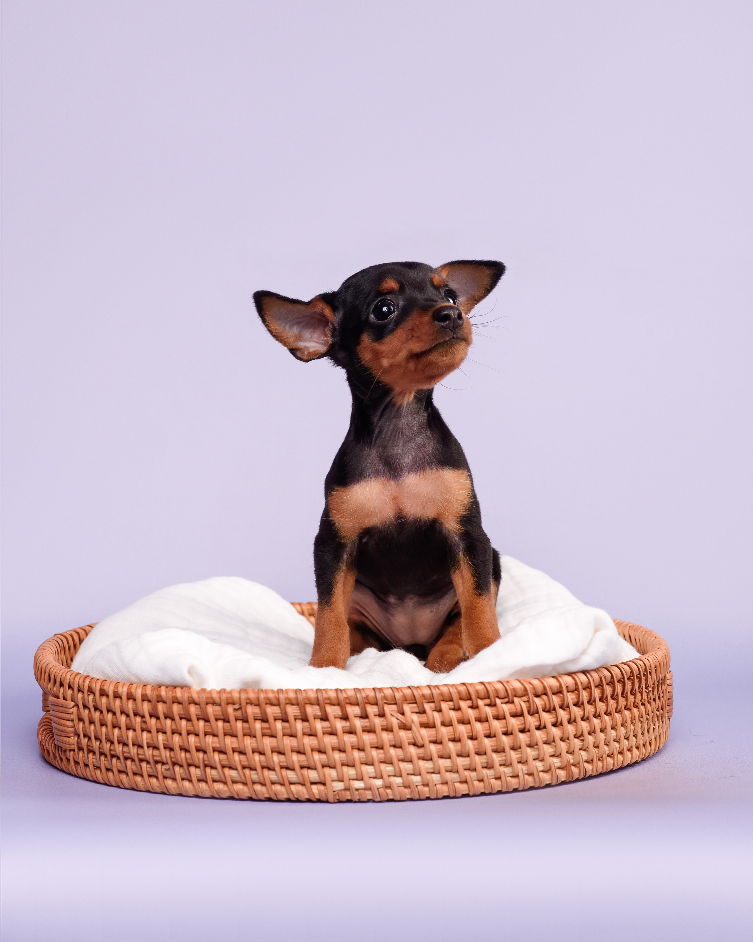 Малыши пражских крысариков — 30.07.2025. Фотограф — Анималист | Анна Абрамова