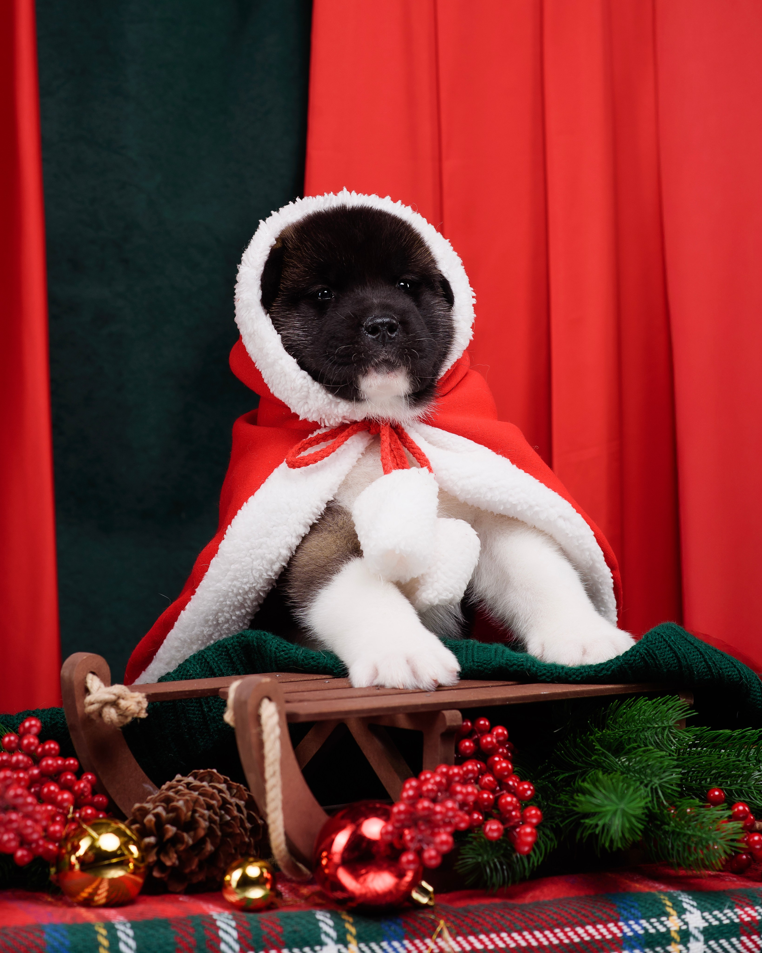 Щенки Американской Акиты. Фотограф — Анималист | Анна Абрамова