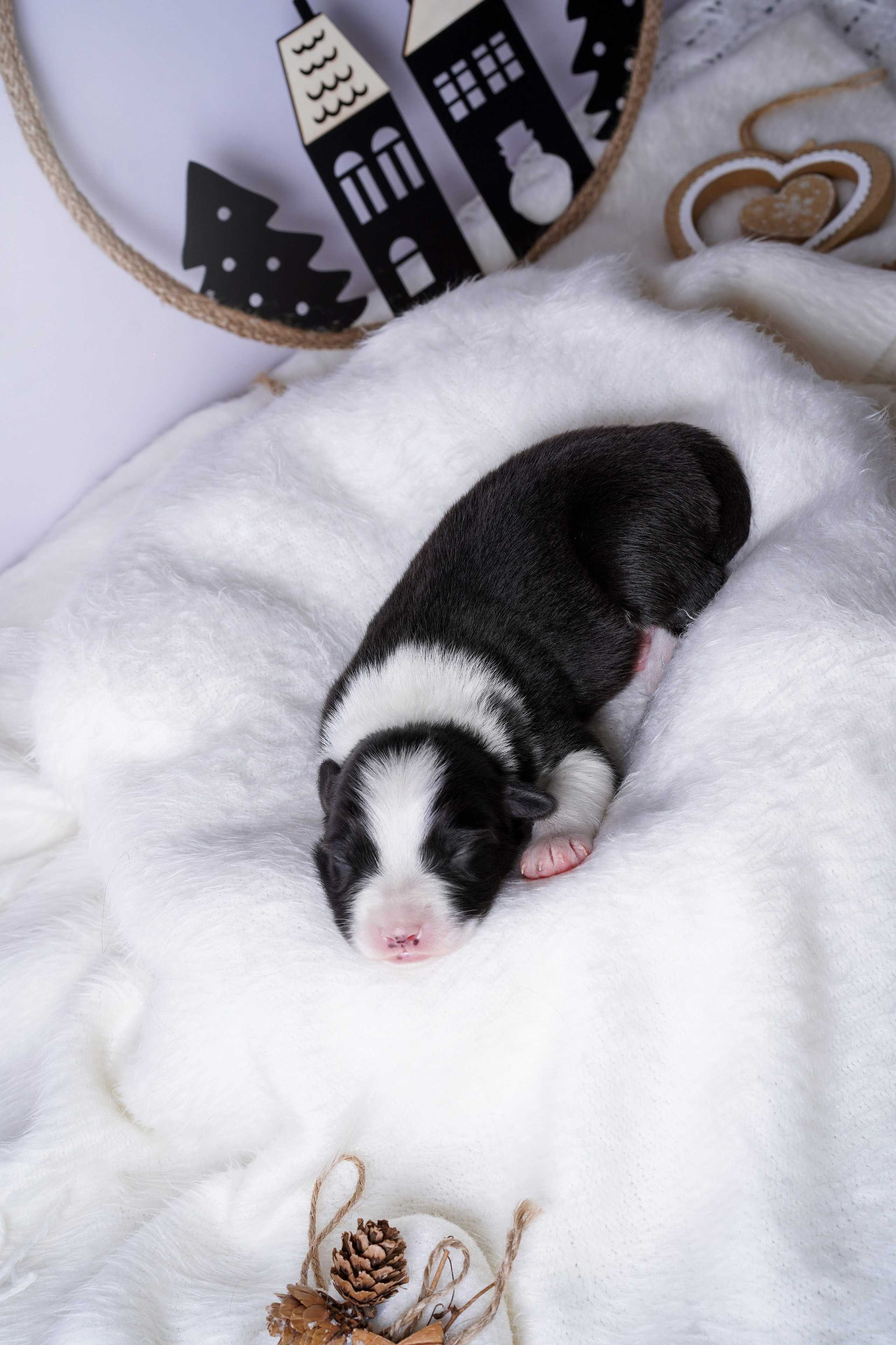 Щенки австралийской овчарки. Фотограф-анималист в Санкт-Петербурге Яна Мартынова