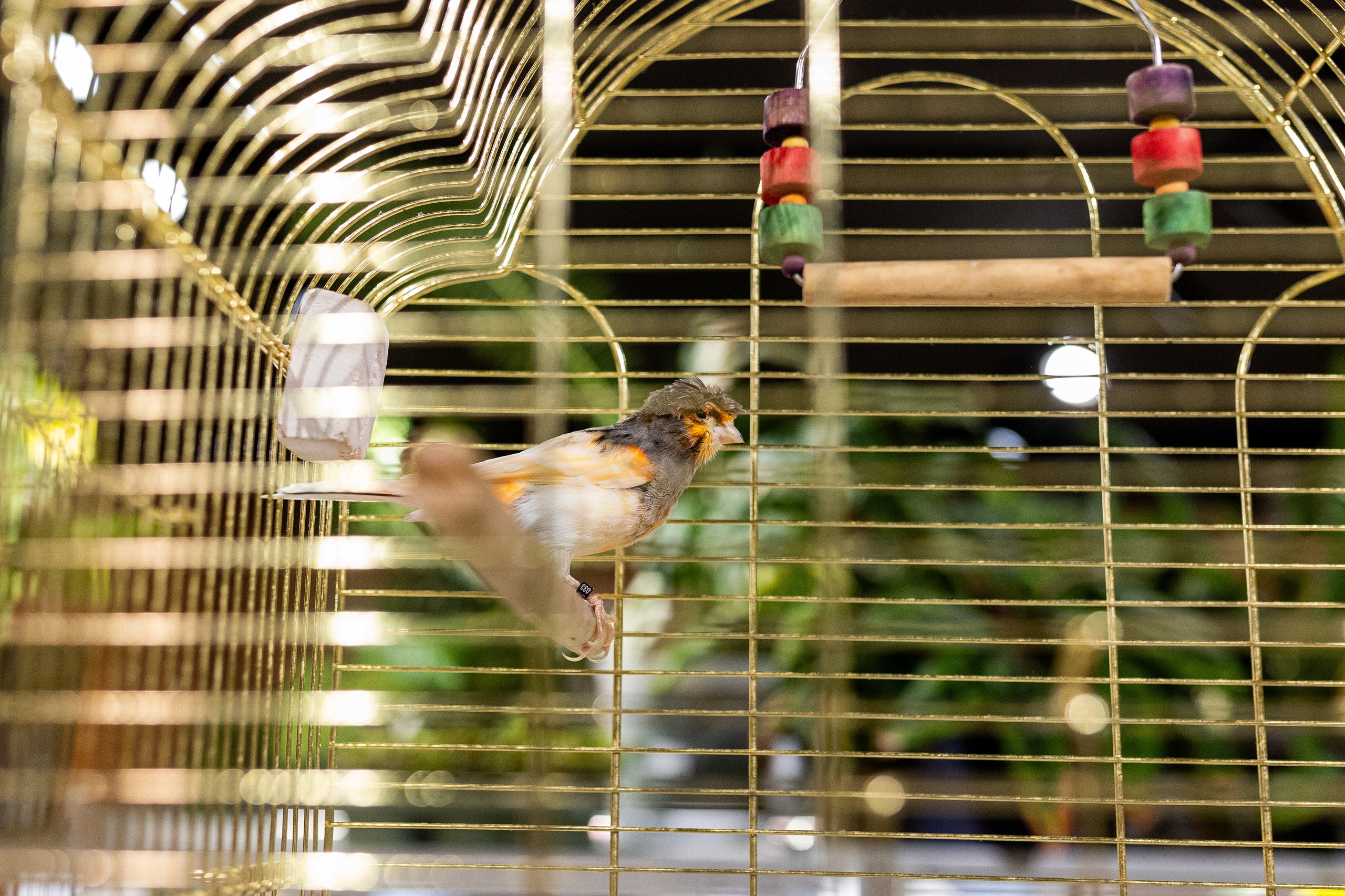 GreenRare ярмарка 2024. Александра Куликова фотограф, Москва