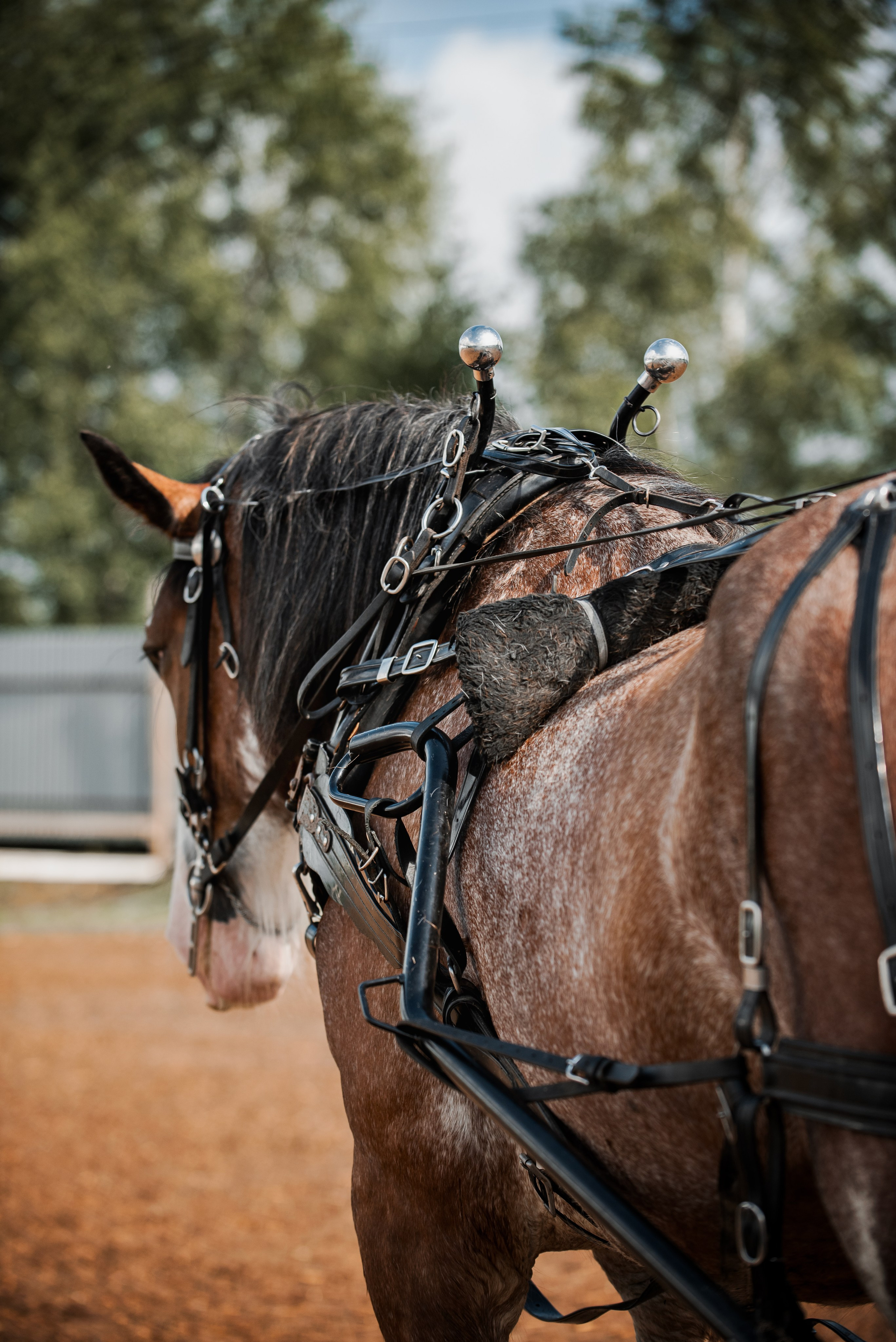 KOMARDINS. Конный фотограф Куракина Дарья • Фотосессии с лошадьми