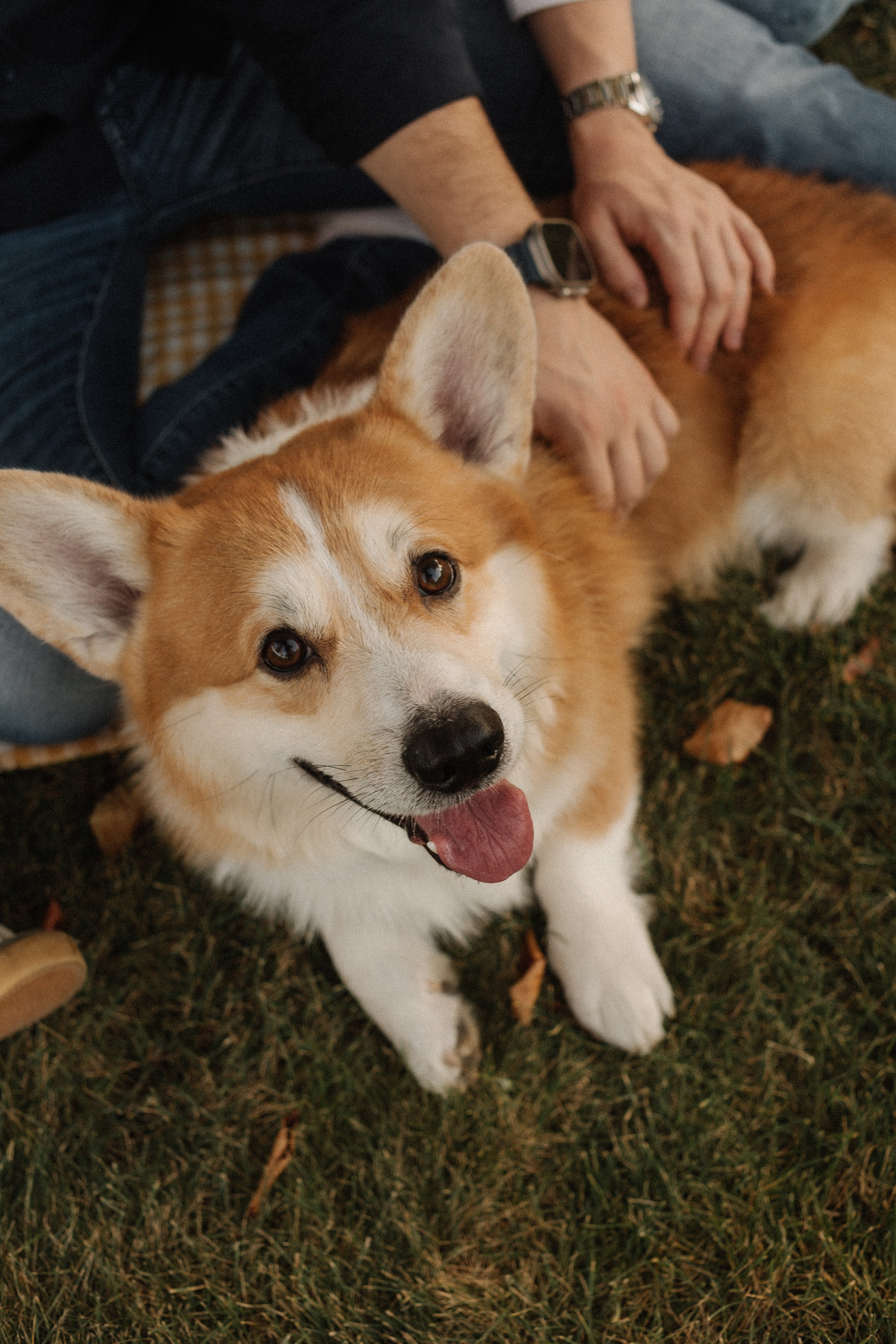 Фокс и его команда. Семейный фотограф в Краснодаре Яна Морева