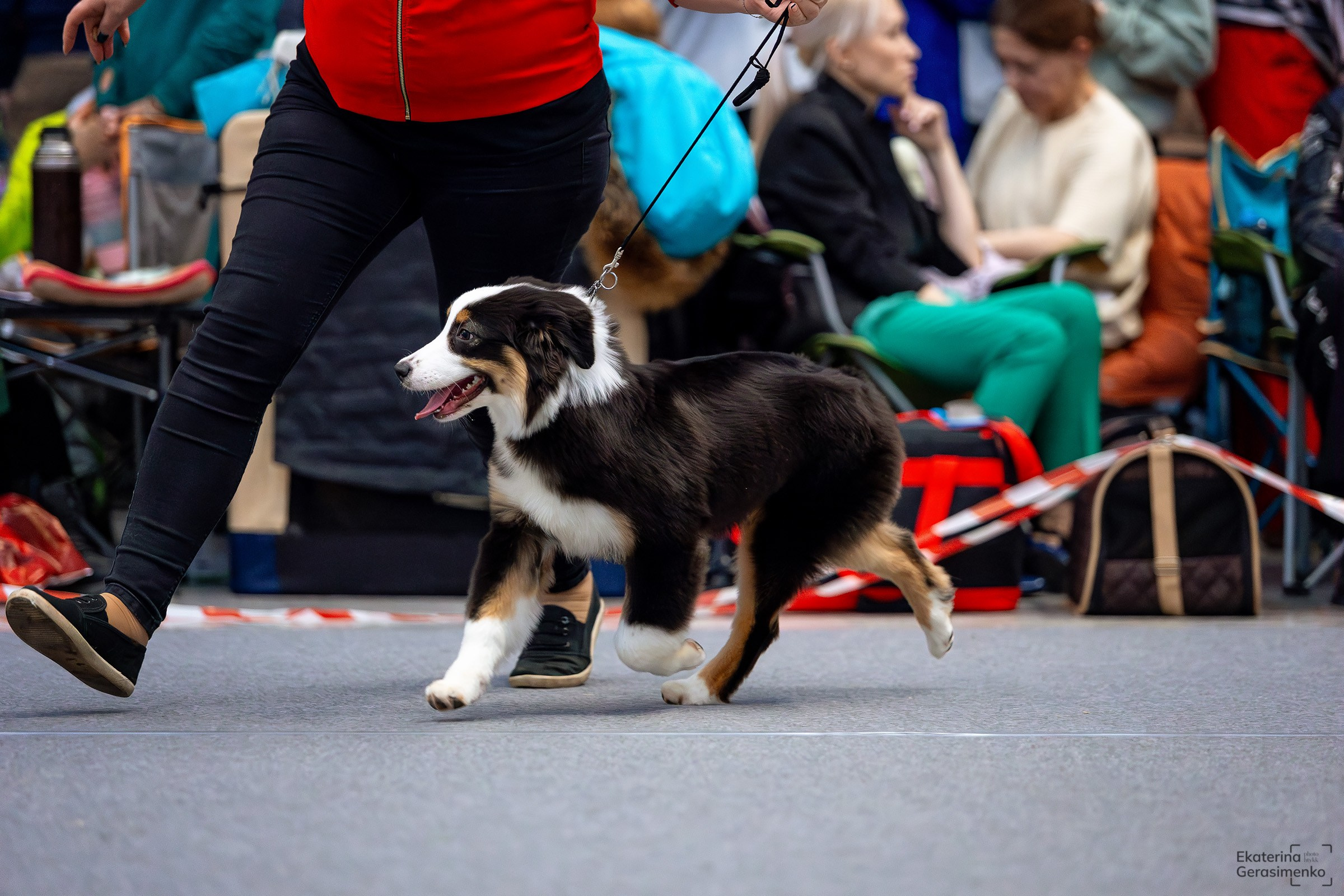 18 января 2025, Выставка РКФ, г. Пермь. Htykk_photo