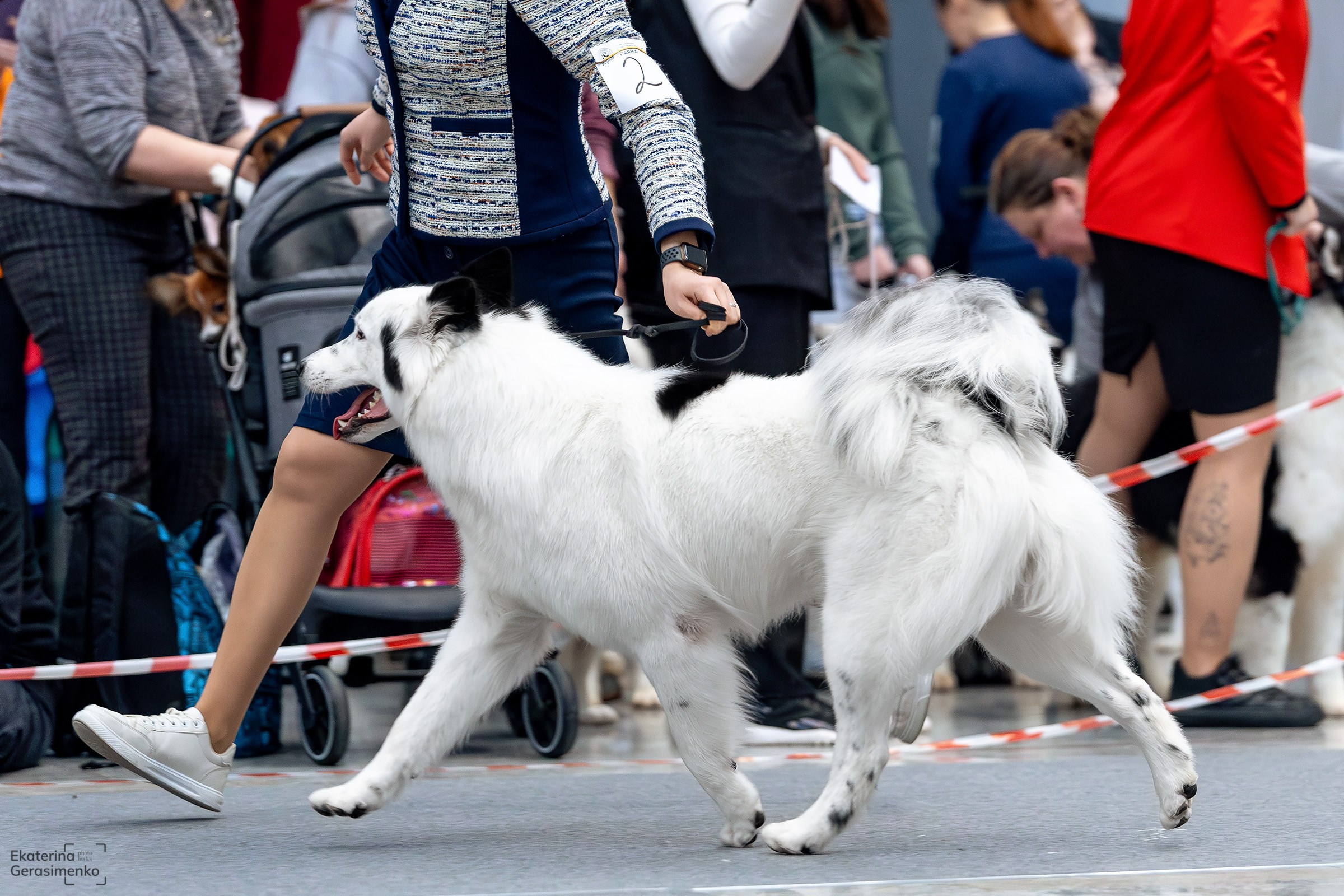18 января 2025, Выставка РКФ, г. Пермь. Htykk_photo