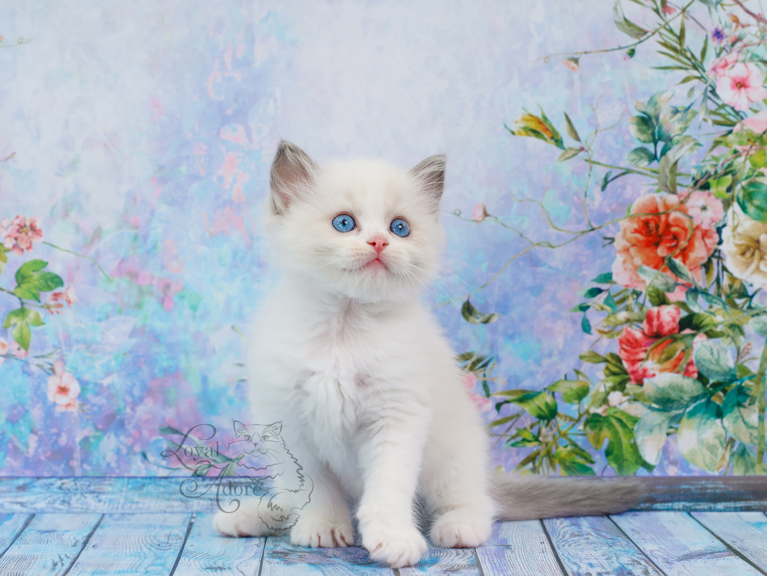 Котята рэгдолл от Loyal Adore. Питомник рэгдолл Loyal Adore