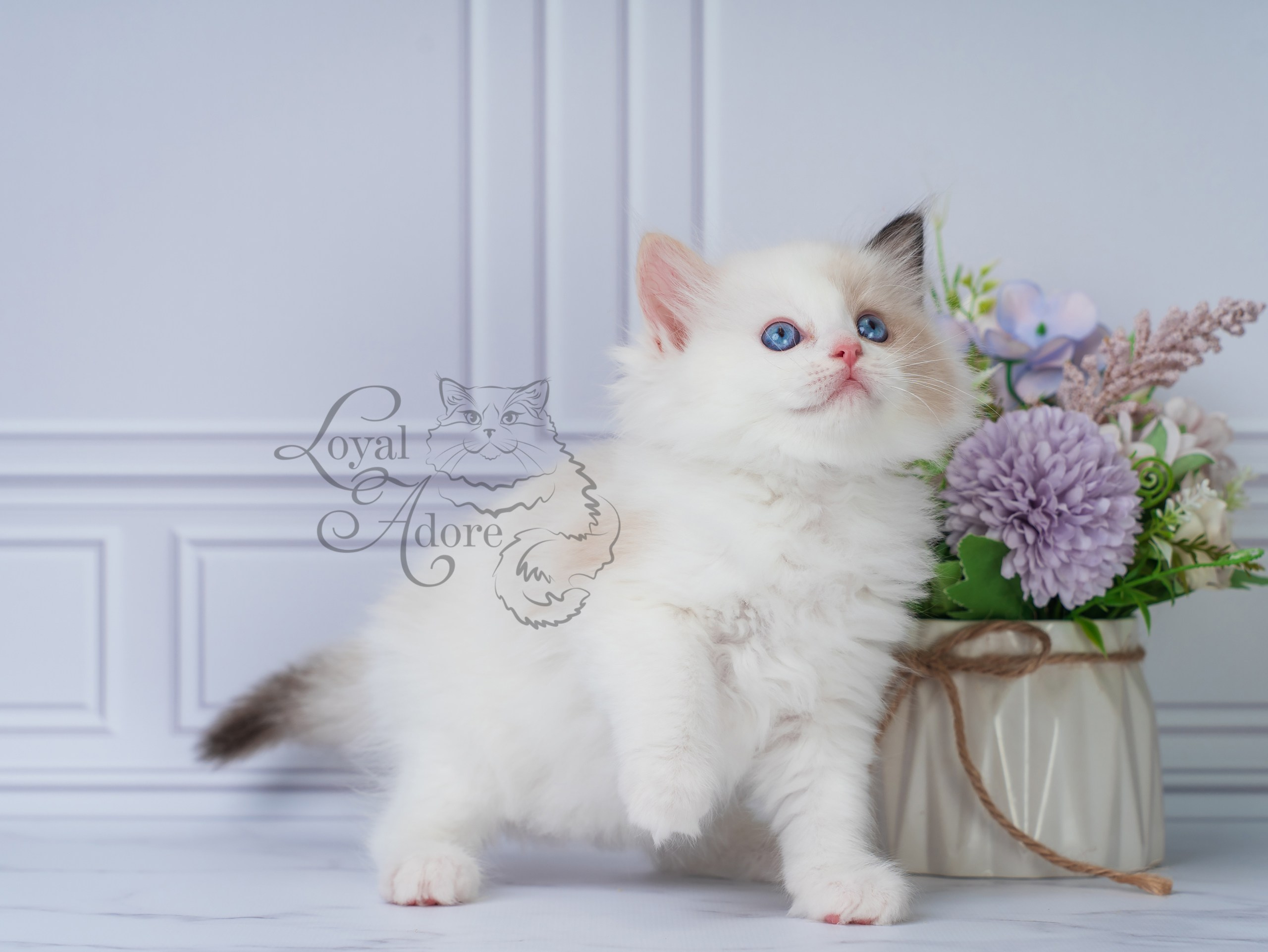 Котята рэгдолл от Loyal Adore. Питомник рэгдолл Loyal Adore