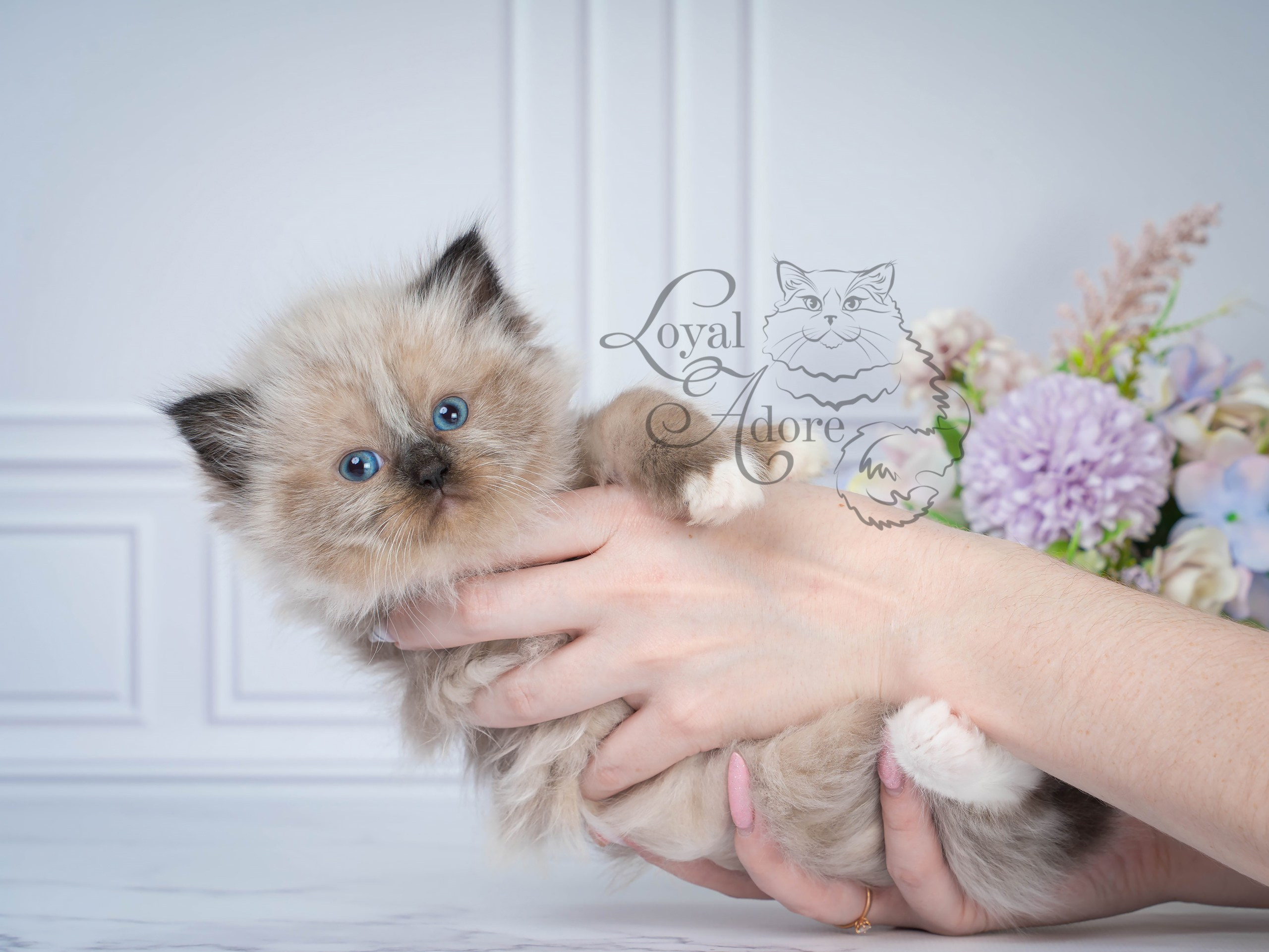 Котята рэгдолл от Loyal Adore. Питомник рэгдолл Loyal Adore