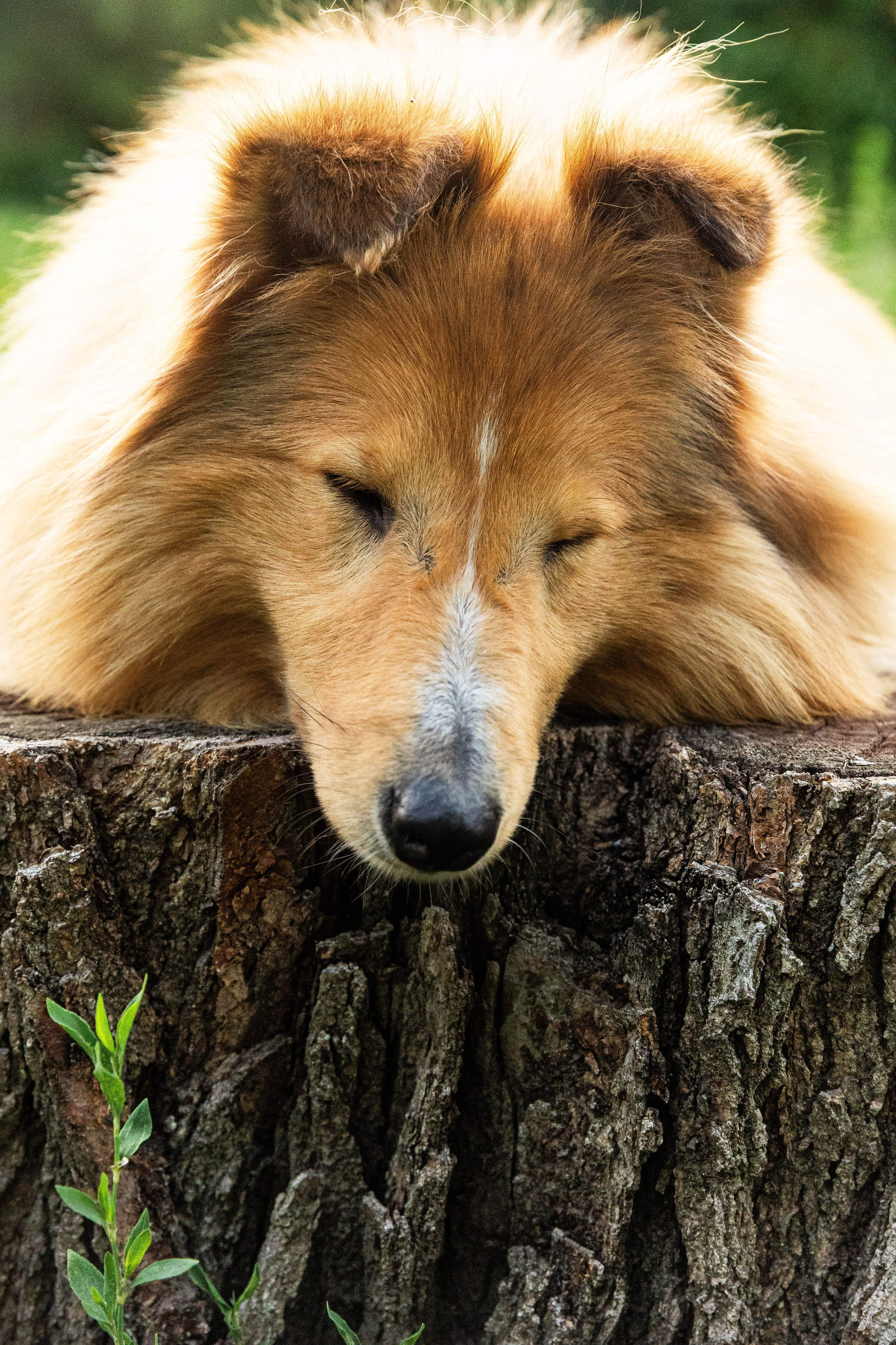 Сара и Лена. Фотограф-АниМалист Анна Абрамова