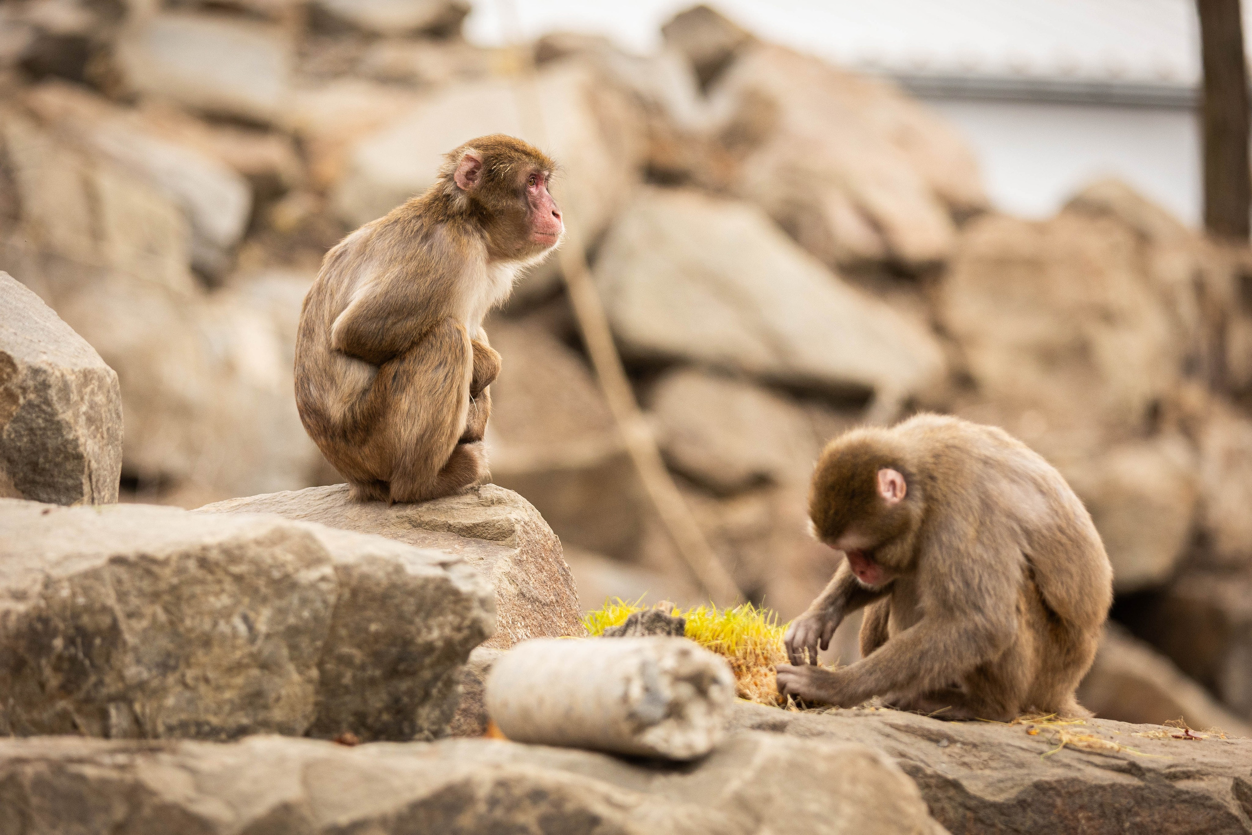 Парк Малинки 2026. Фотограф-АниМалист Анна Абрамова