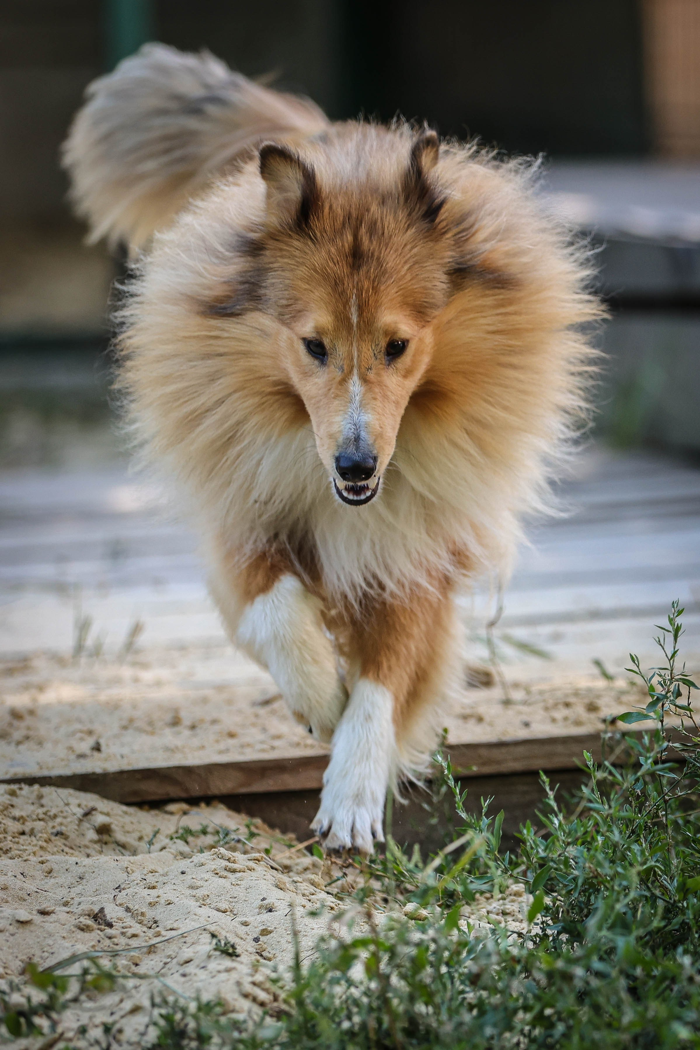 САРОЧКА В ЛЕСУ. Фотограф-АниМалист Анна Абрамова