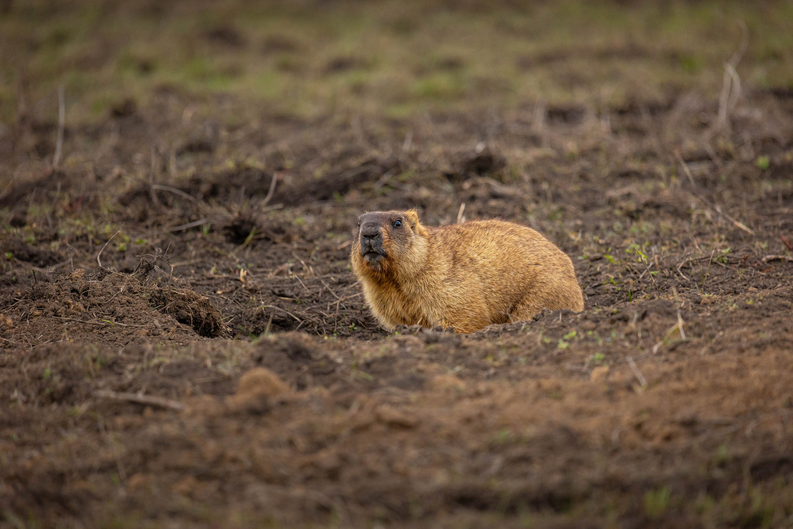 Дикий животный мир. Фотограф-АниМалист Анна Абрамова