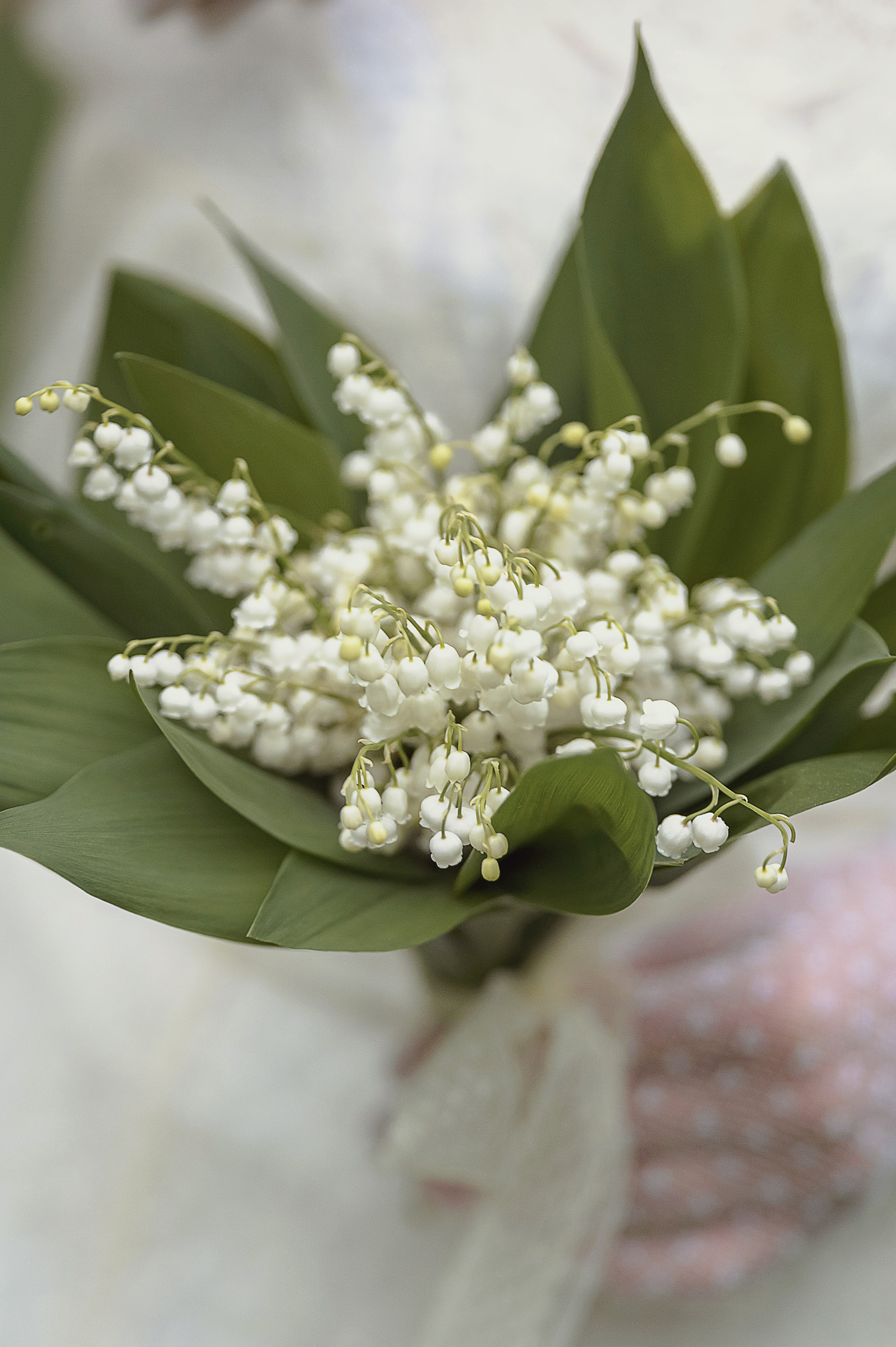 Съемки в цветущих садах. Детский и семейный фотограф Склярова Екатерина