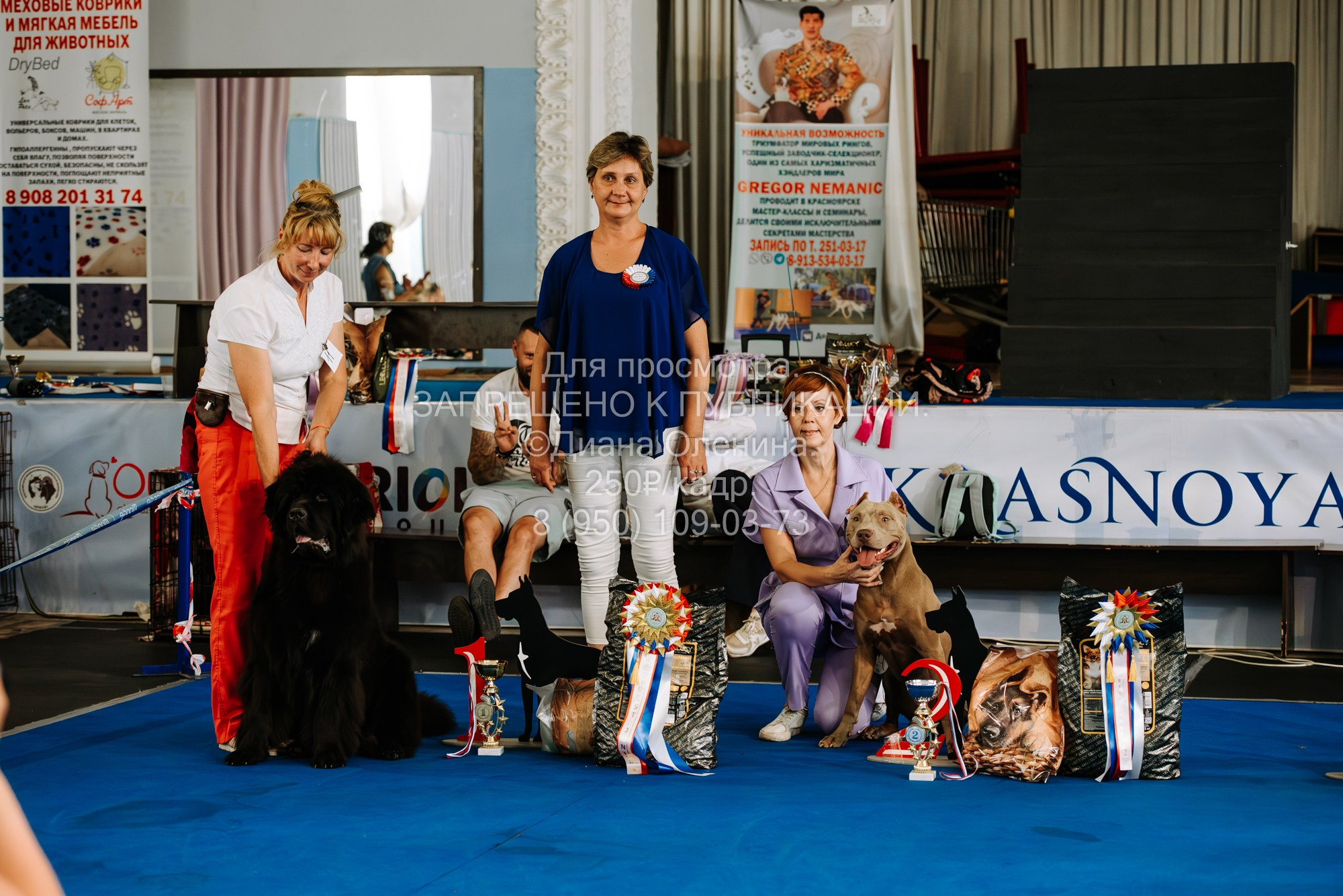 Национальная выставка собак всех пород ранга САС-IKU «Кубок Красноярск. Фотограф Диана Оленина Красноярск / Братск