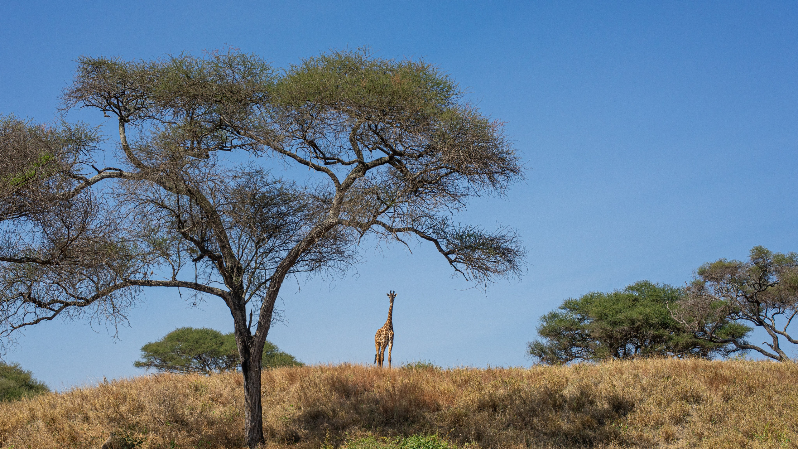 Танзания, сафари, 2025. Творческие сьемки