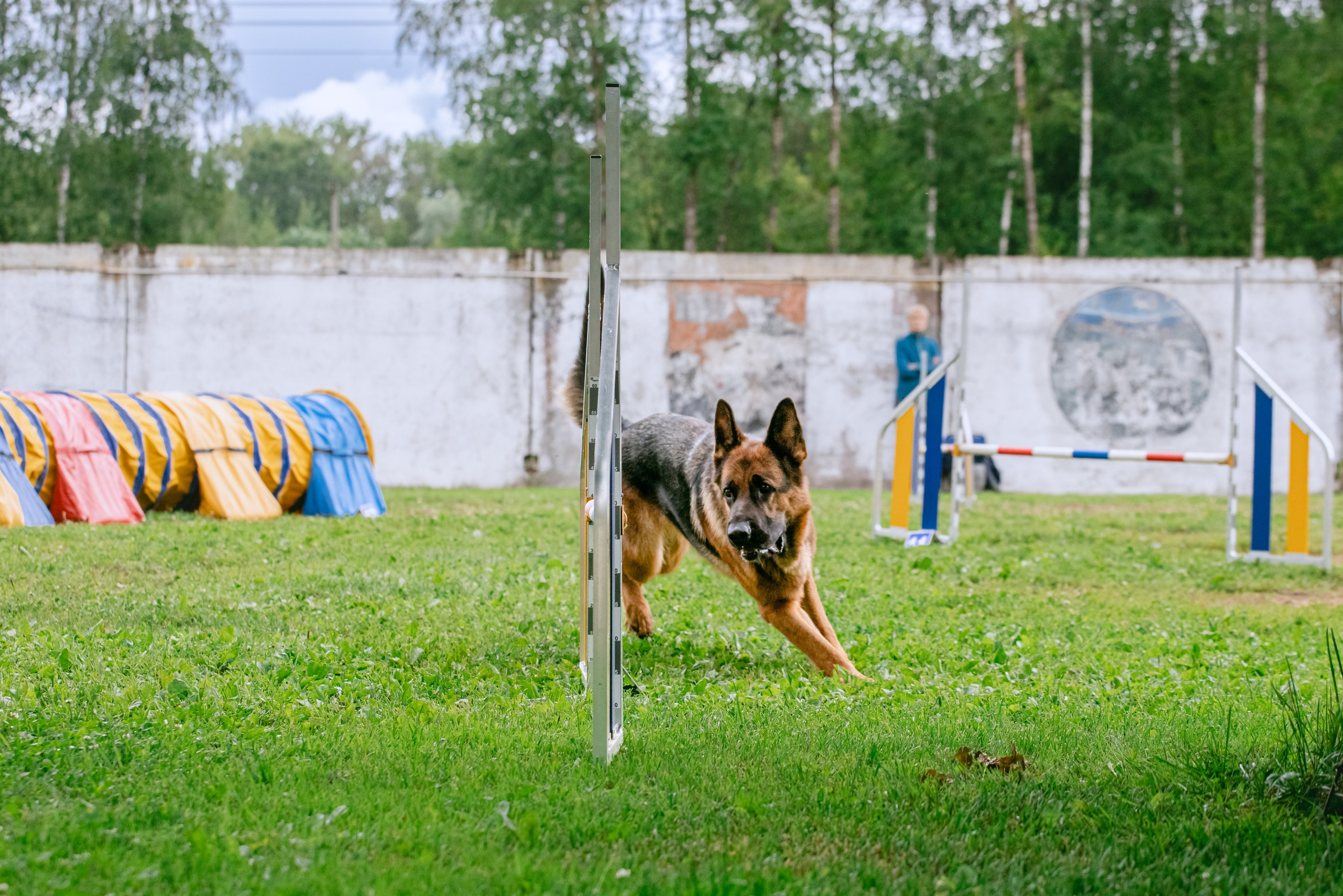 Соревнования по аджилити Долгопрудный 30.06.2025. Фотограф-анималист Татьяна Степанова