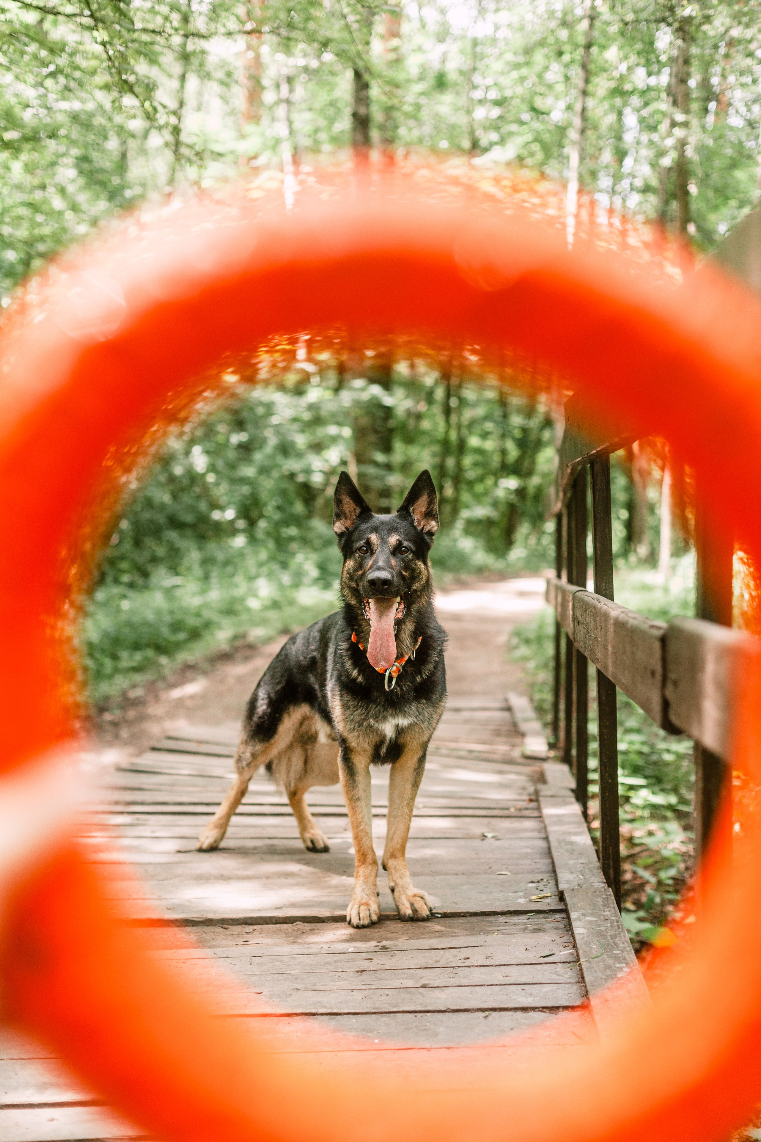 Лесная летняя фотопрогулка. Фотограф-анималист Татьяна Степанова