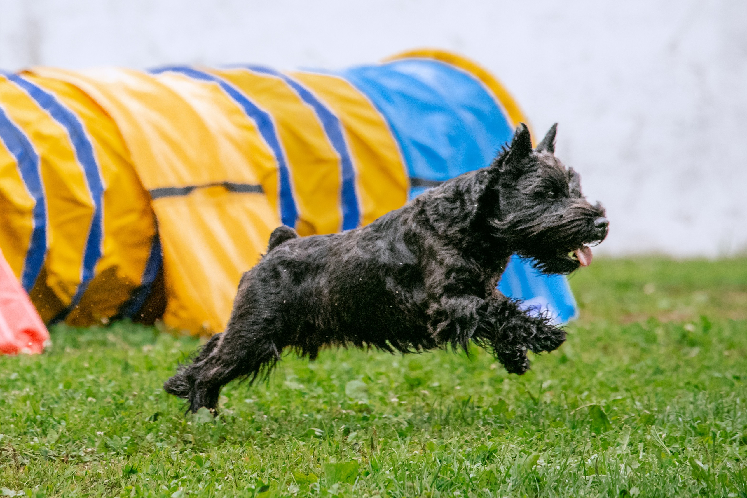 Соревнования по аджилити Долгопрудный 30.06.2025. Фотограф-анималист Татьяна Степанова