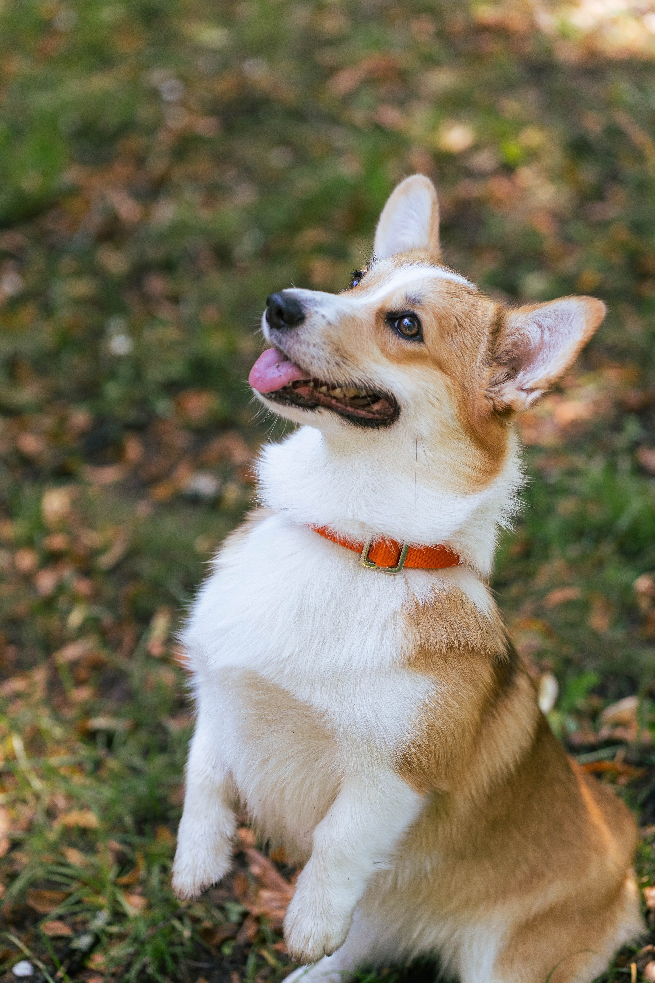 Ольга и коржики. Свадебный фотограф в Москве Анна Полушина