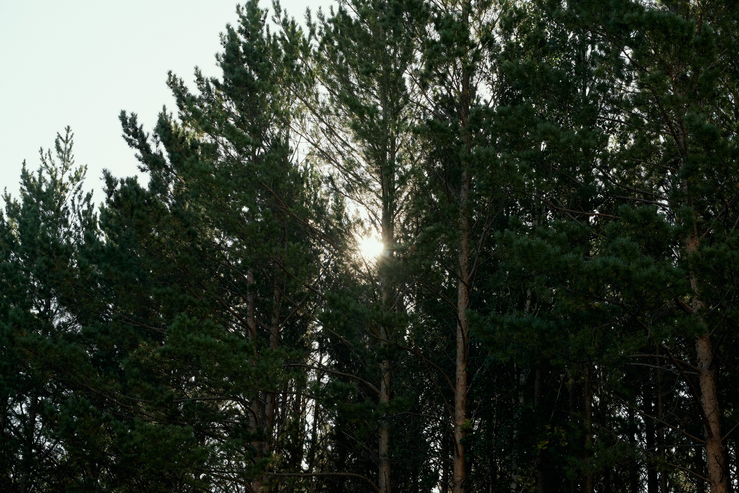 Александра и Максим. Свадебный фотограф Александр Браво