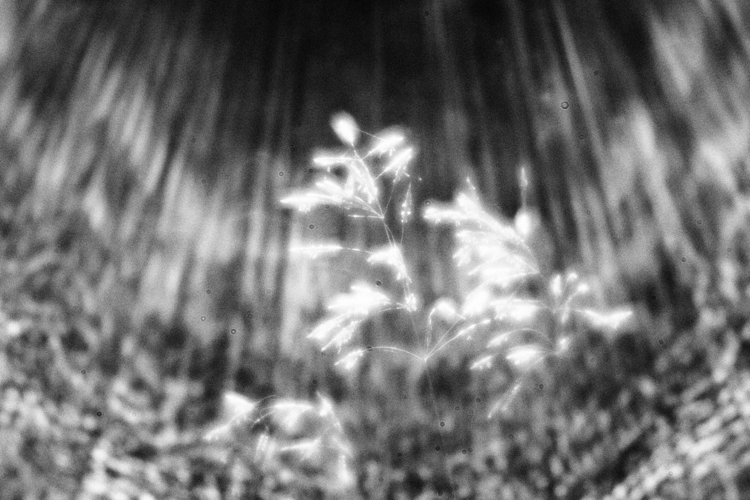 Внутривенные сны (2023)