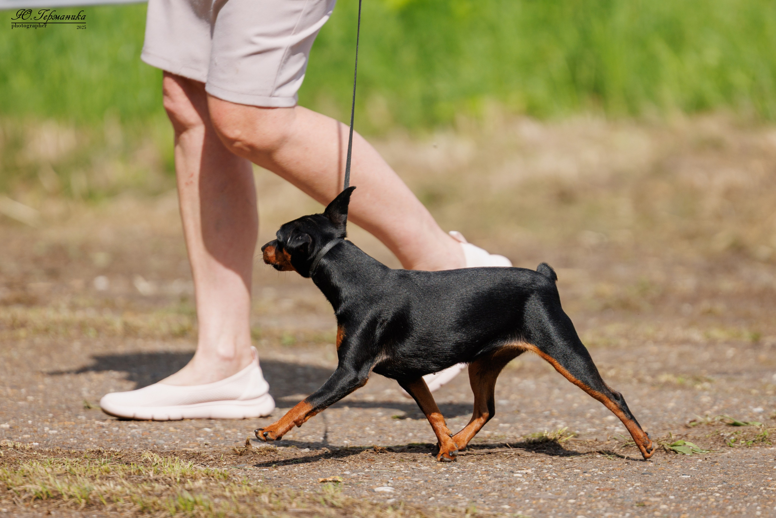 Тверь 10.08.2025. Фотограф-анималист Юлия Германика