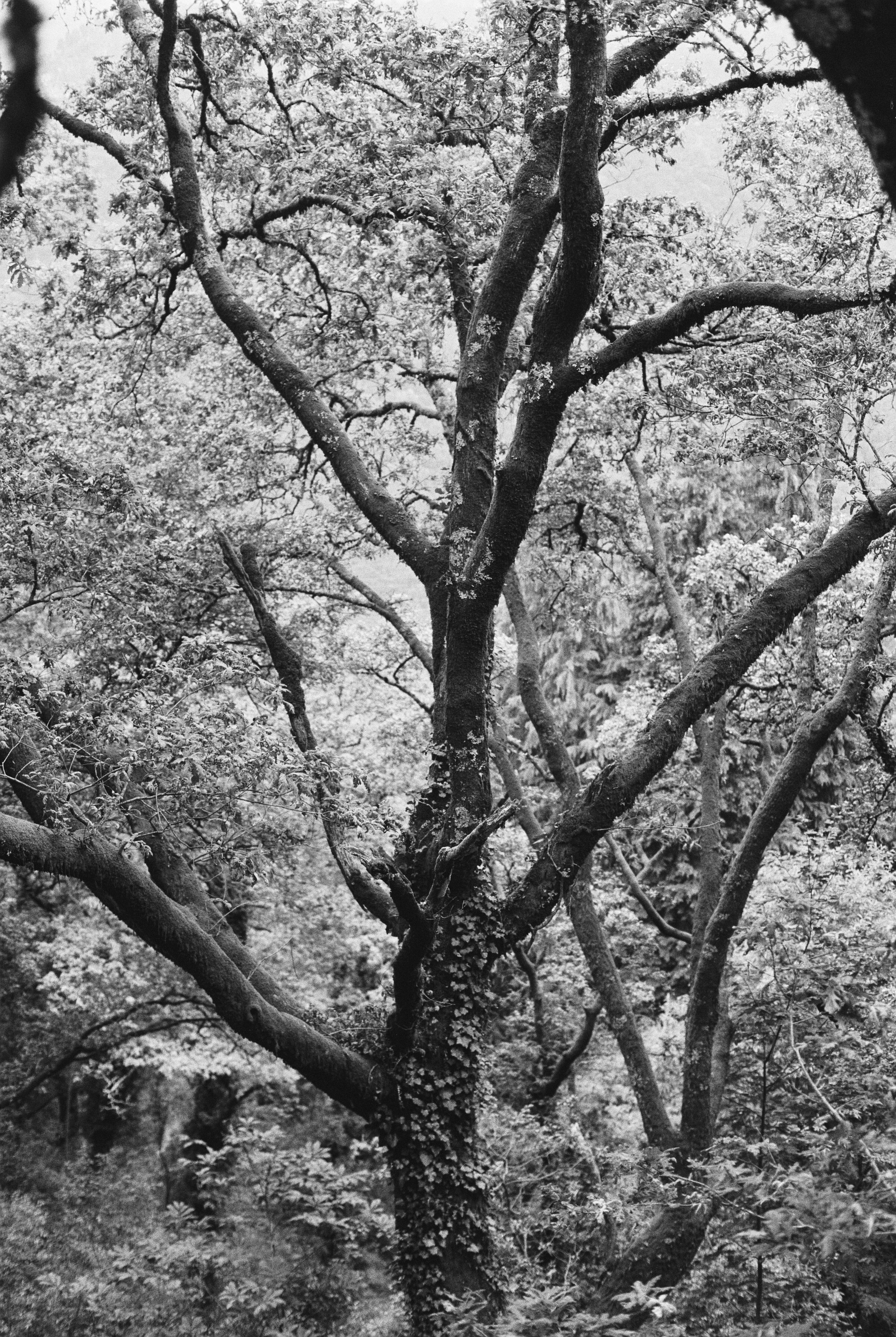 Fine art. Katya Zimina, film photographer